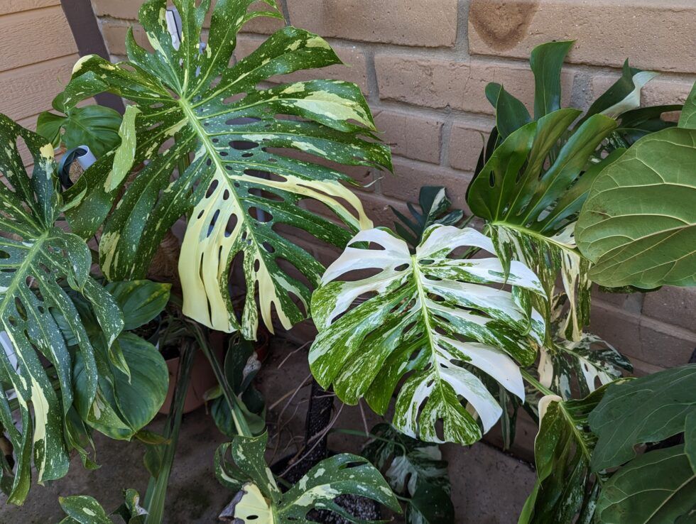 Variegated Monstera Deliciosas Thai Constellation And Albo Trex Plants