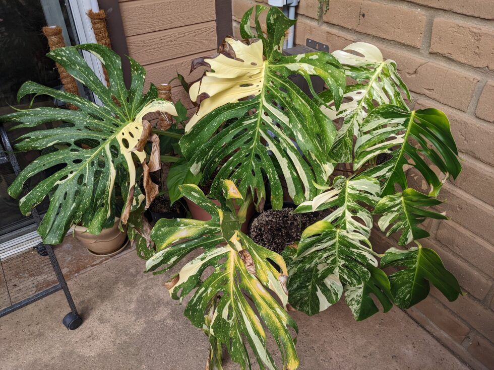 Variegated Monstera Deliciosas Thai Constellation And Albo Trex Plants