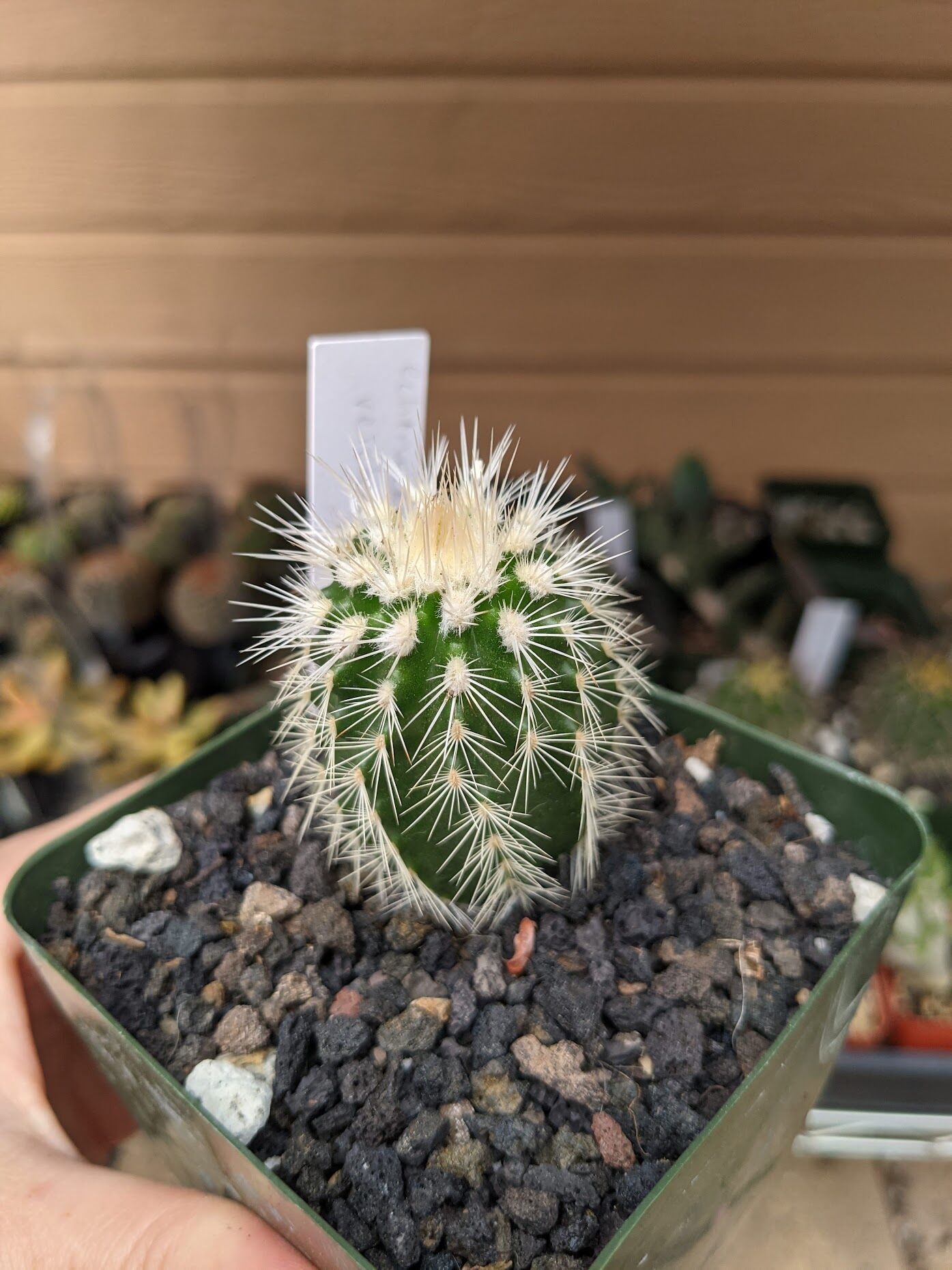 How To Grow Echinocereus Reichenbachii Trex Plants