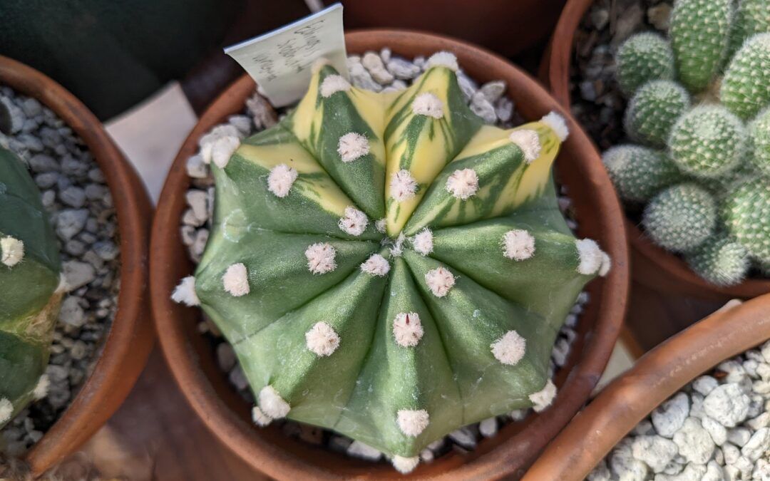 Echinocereus Archives Trex Plants