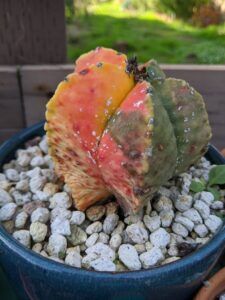 Rare Cactus - outlets Astrophytum Myriostigma Kikko Variegata