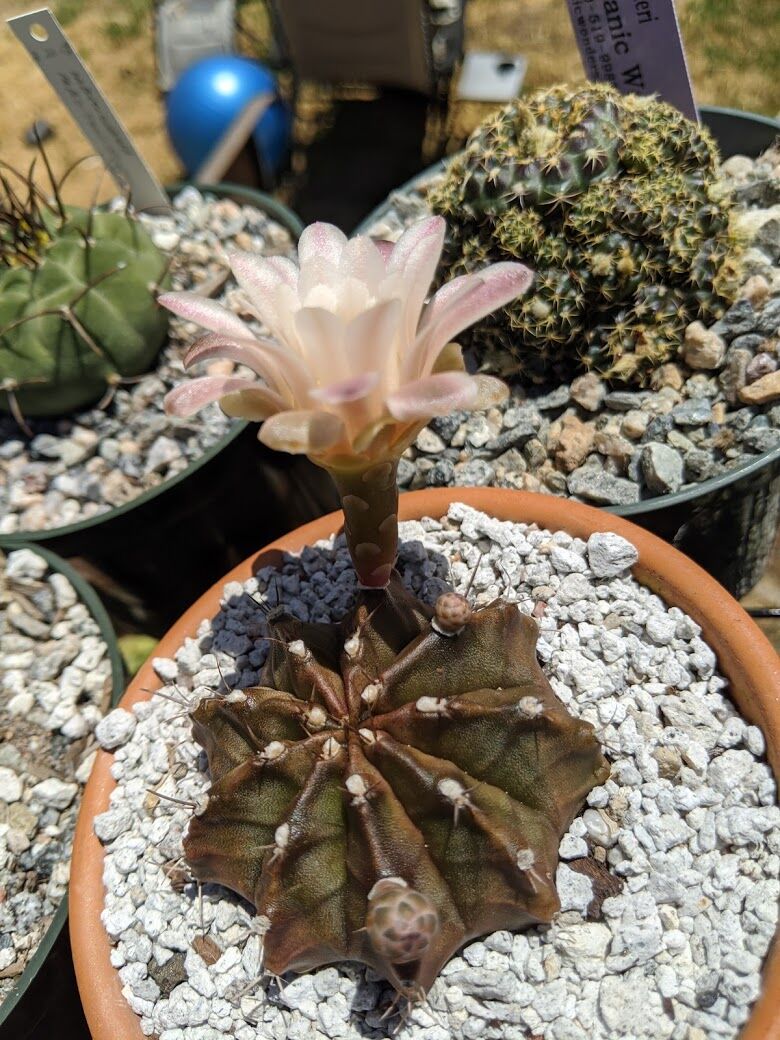 Care Diary - Gymnocalycium mihanovichii and friends - Trex Plants