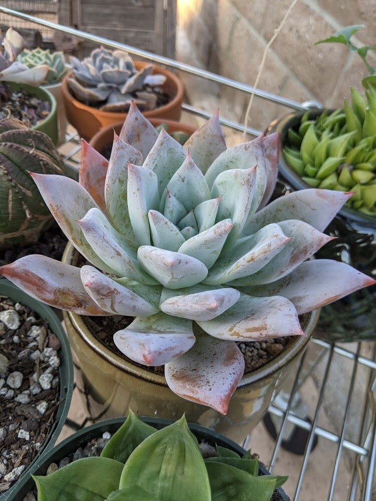 Jungle Fatigue ファティーグ OVY KAJA echeveria Echeveria – Succulentasia