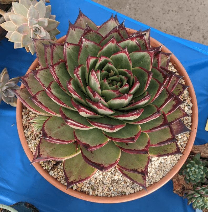 Echeveria Zixia Fairy | THE NEXT GARDENER – Thenextgardener