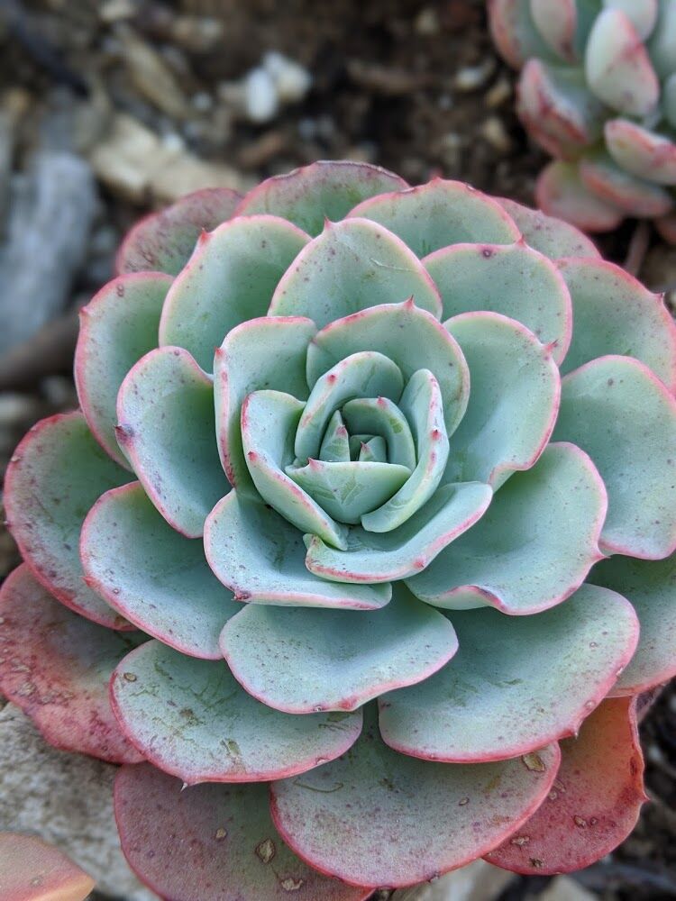 Etiolation in Succulents and How to Prevent It - Trex Plants