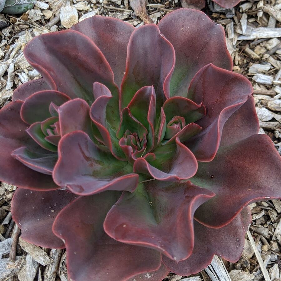 Echeveria - Trex Plants