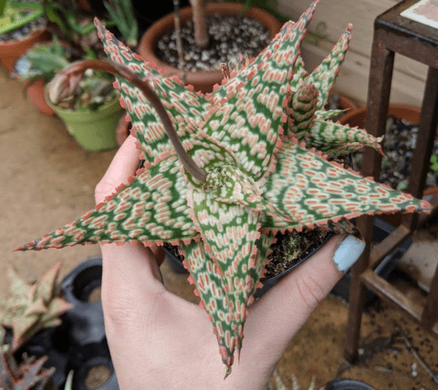 Aloe Hybrids - Trex Plants
