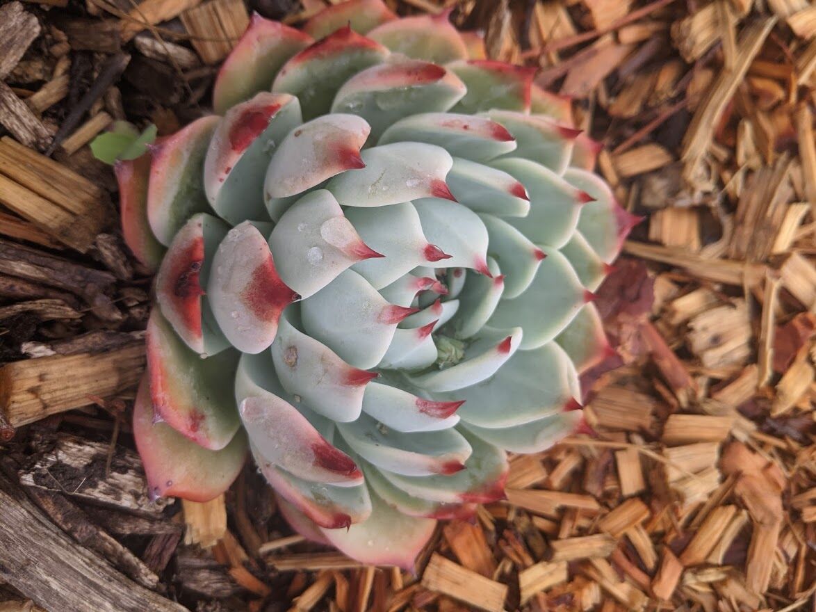 Echeveria Ramillete Crested Form: Super Rare Succulent- Korean Import(Does NOT Include outlet Decoration)