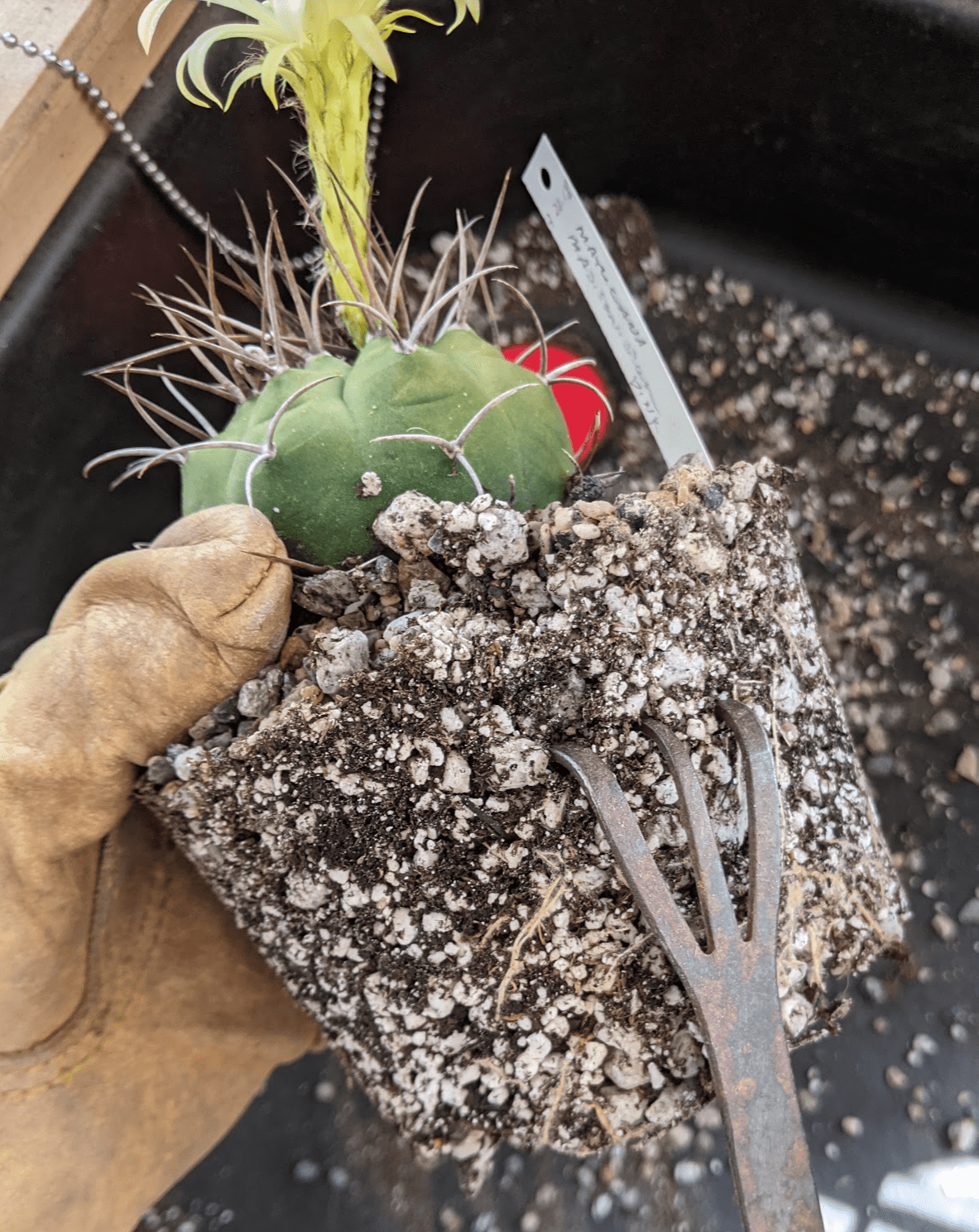 How to Repot Your Cacti: A Guide for Beginners - Trex Plants