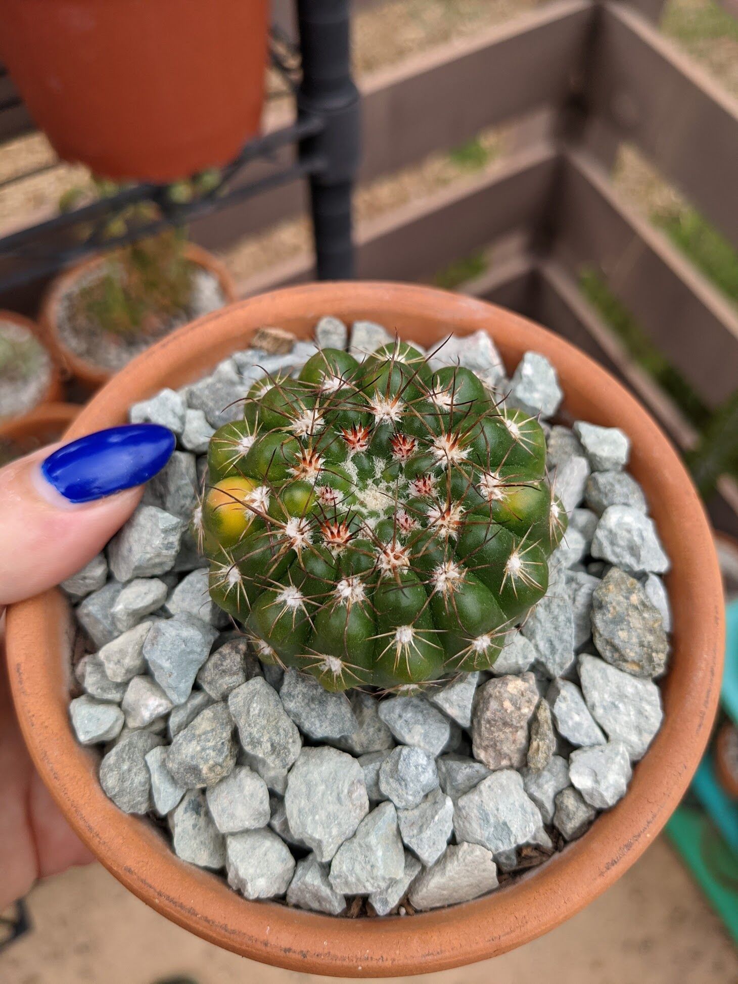 Care Diary: Notocactus uebelmannianus, AKA Parodia werneri - Trex Plants