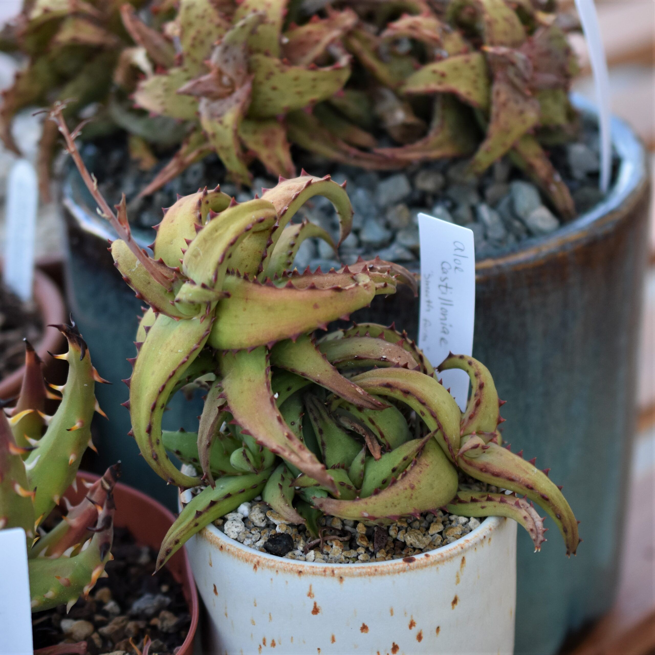 Care Diary: How to Grow Aloe castilloniae - Trex Plants