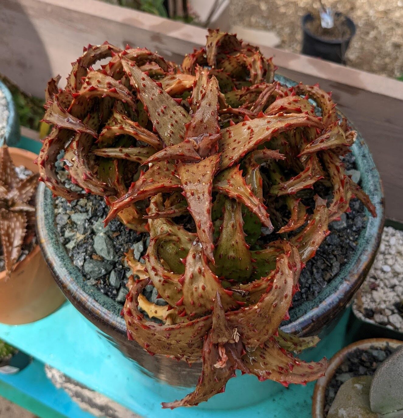 Care Diary: How to Grow Aloe castilloniae - Trex Plants