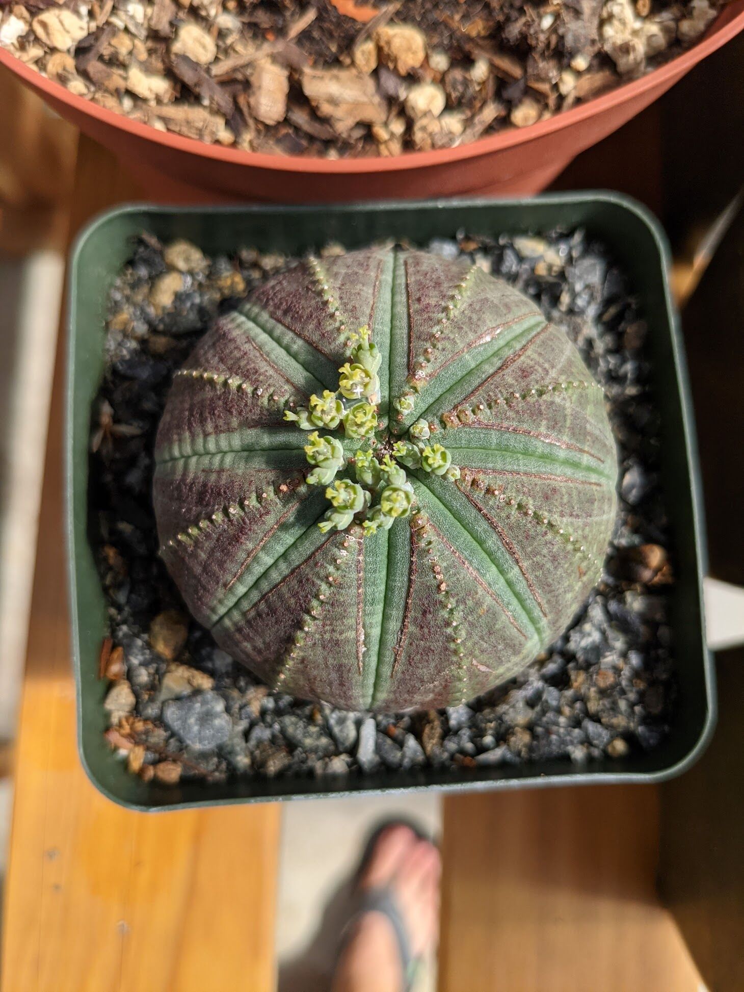 How to Grow Euphorbia obesa - Trex Plants