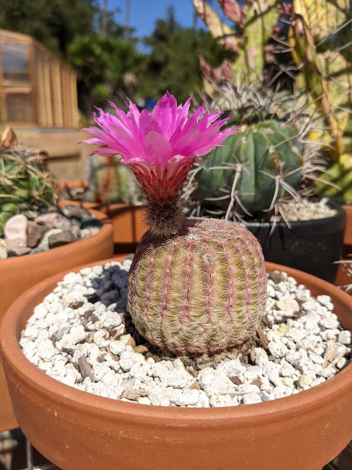 My Favorite Beginner Cacti - Trex Plants