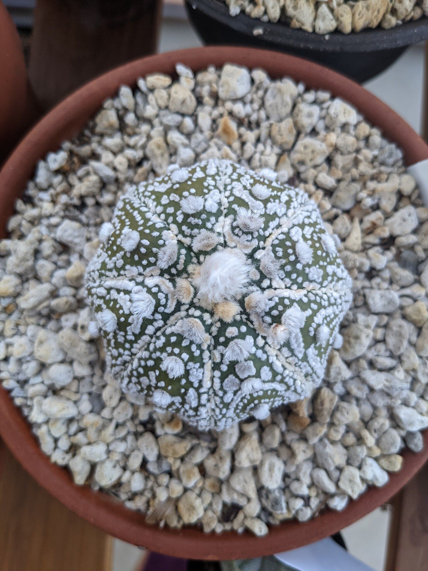 その他 OZWRT Spirit of Astrophytum SHPR5788 Astrophytum hybrid SK-ONZ (A. asterias cv