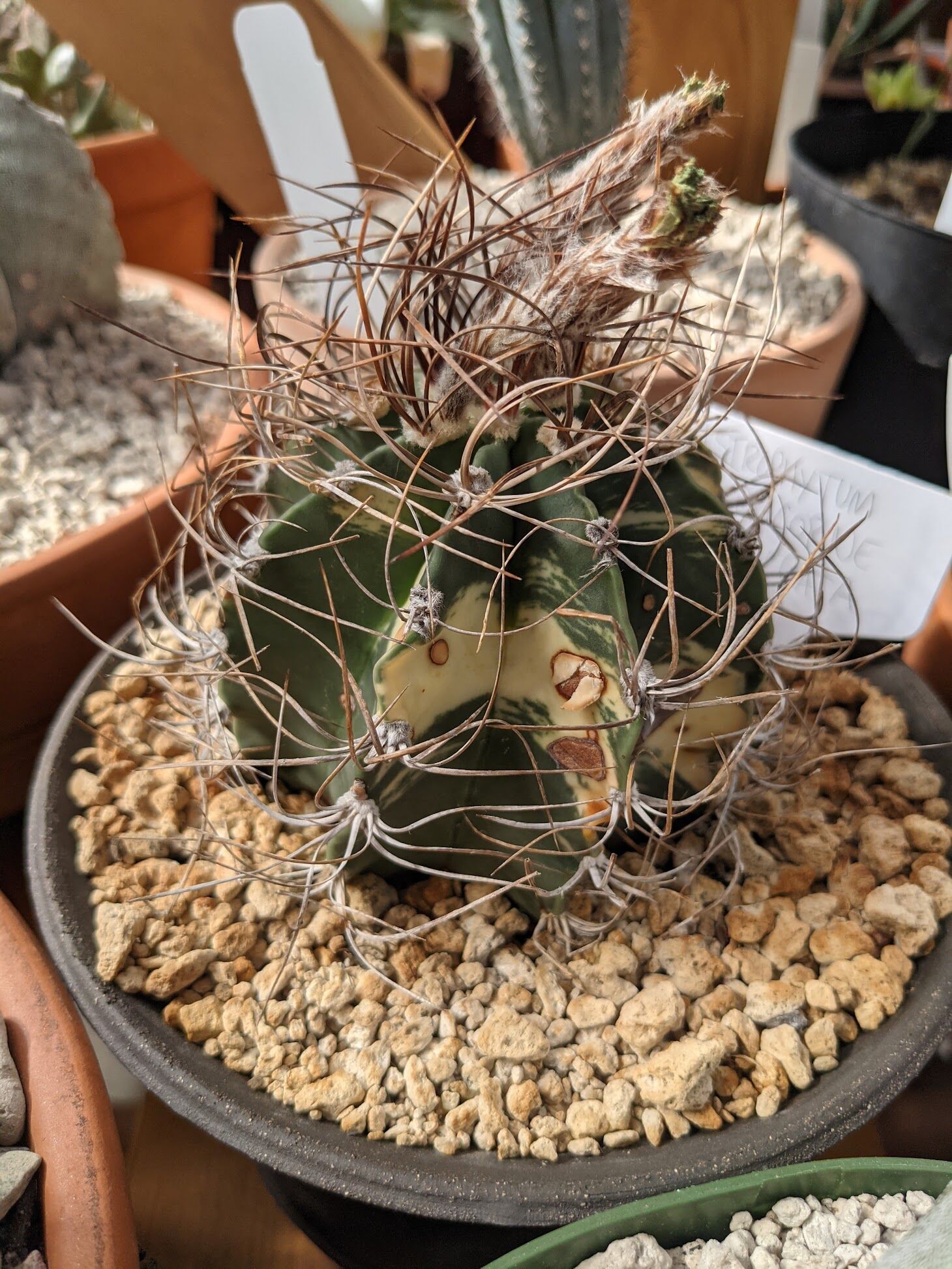 Astrophytum - Trex Plants
