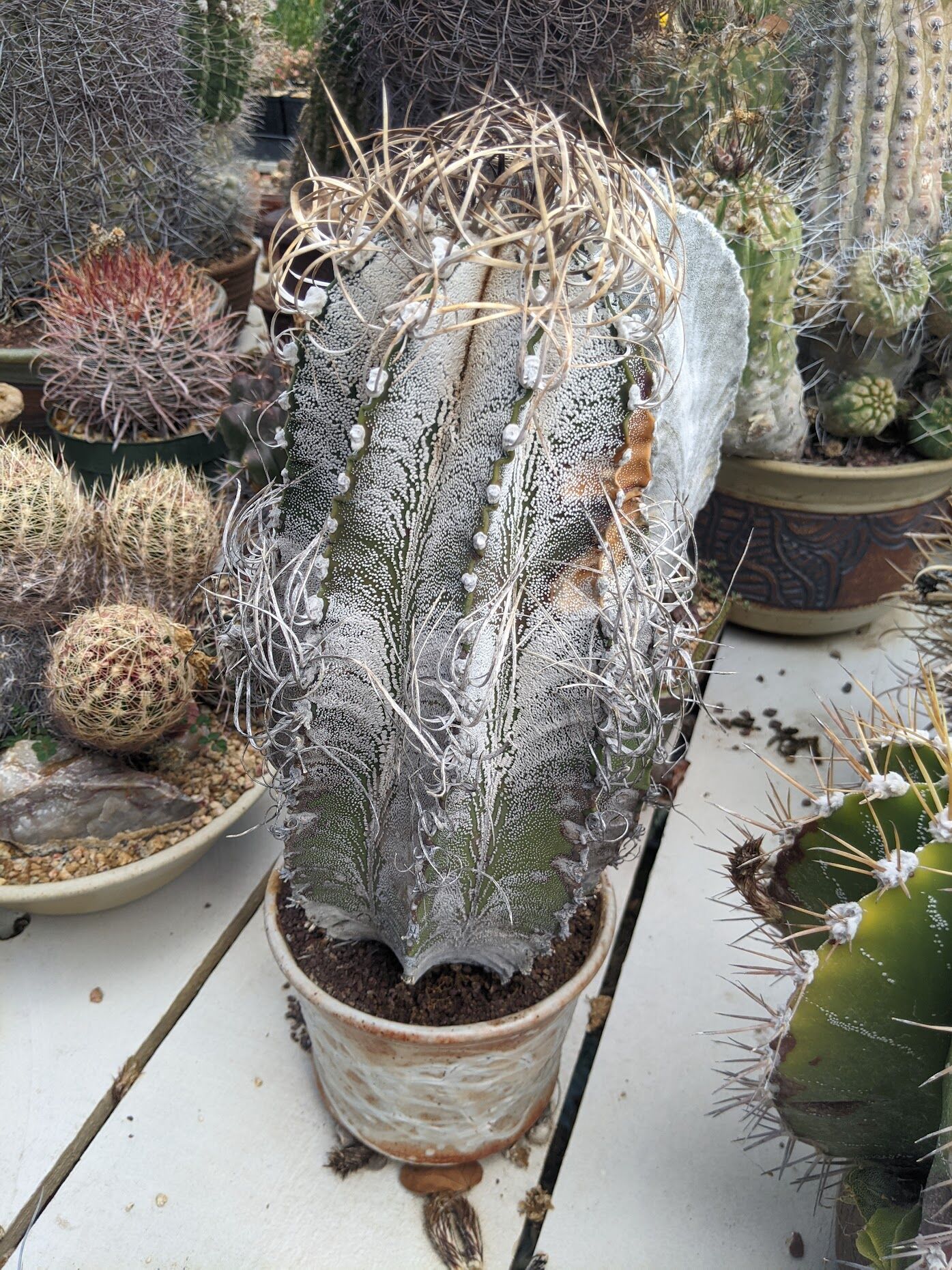 その他 OZWRT Spirit of Astrophytum SHPR5788 Astrophytum hybrid SK-ONZ (A. asterias cv