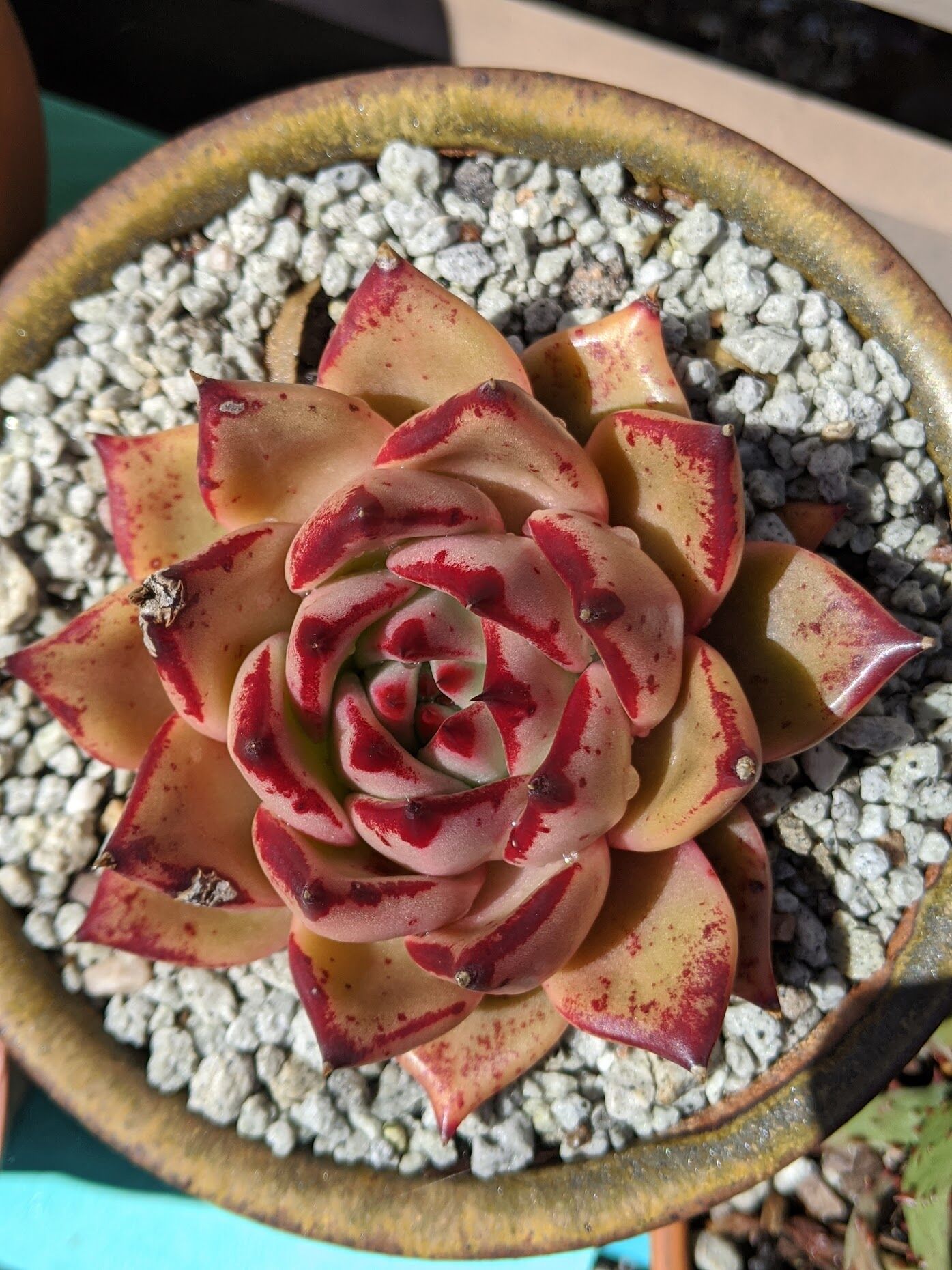 多肉植物 Echeveria Agavoides yellowChristmas｜観葉植物