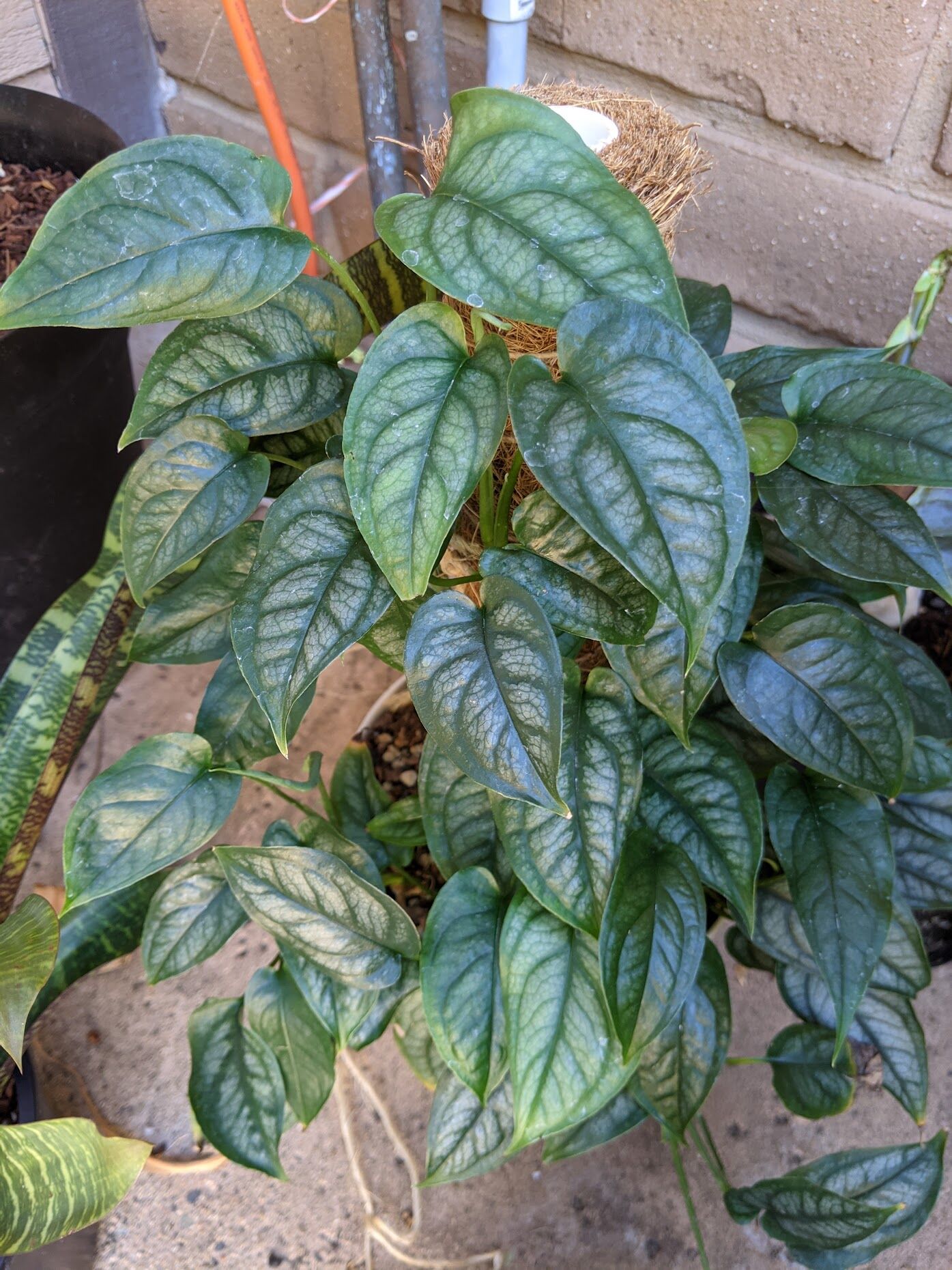 Monstera Siltepecana: Care Tips for a Thriving Plant
