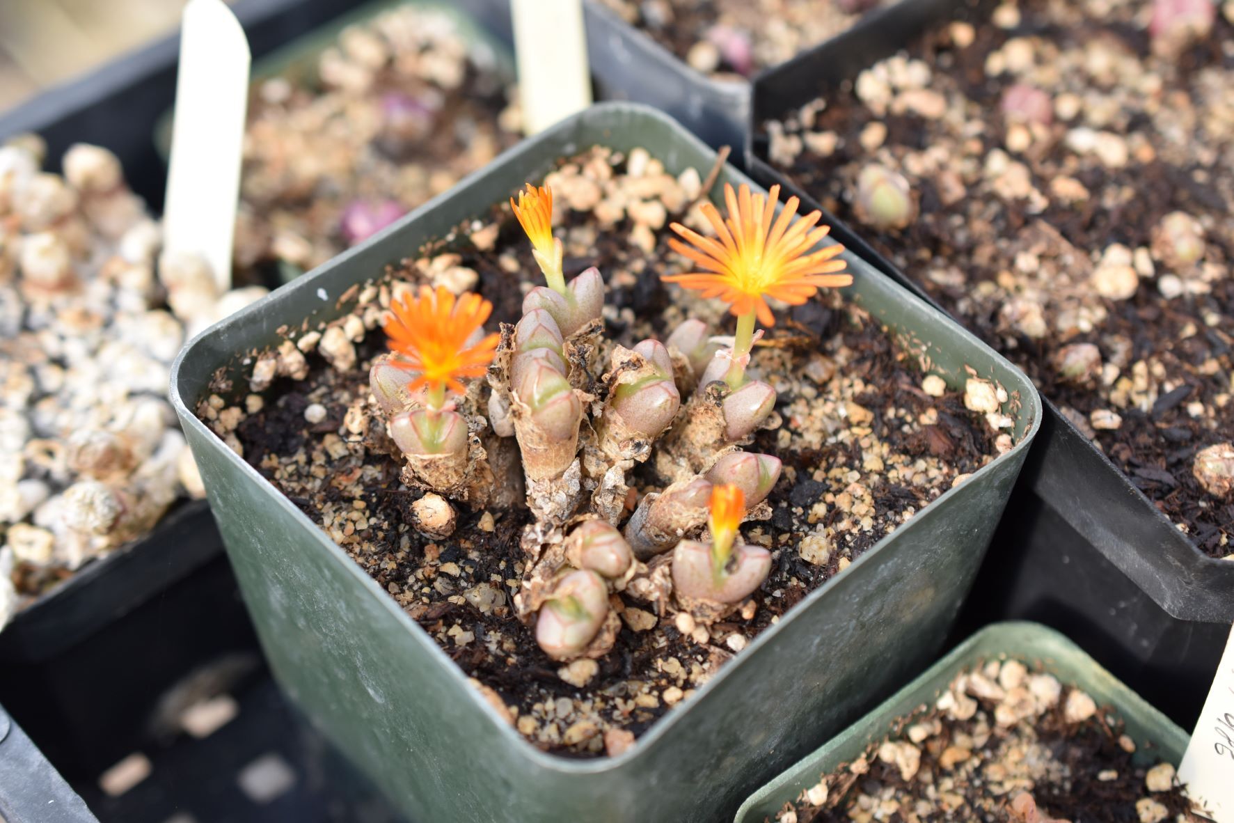 Conophytum Eye Candy - More from the Steve Hammer visit