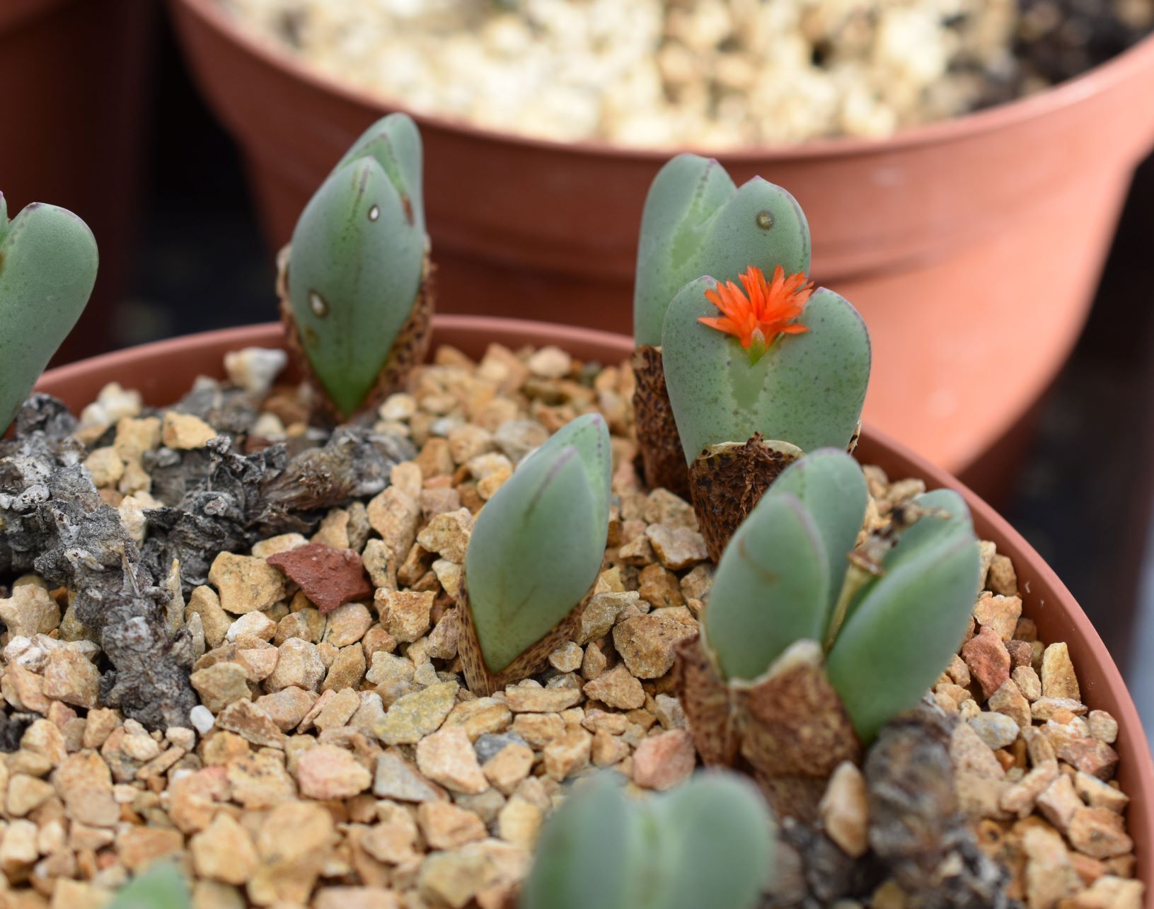 Conophytum Eye Candy, Part 2 - Visit to Steve Hammer - Trex Plants