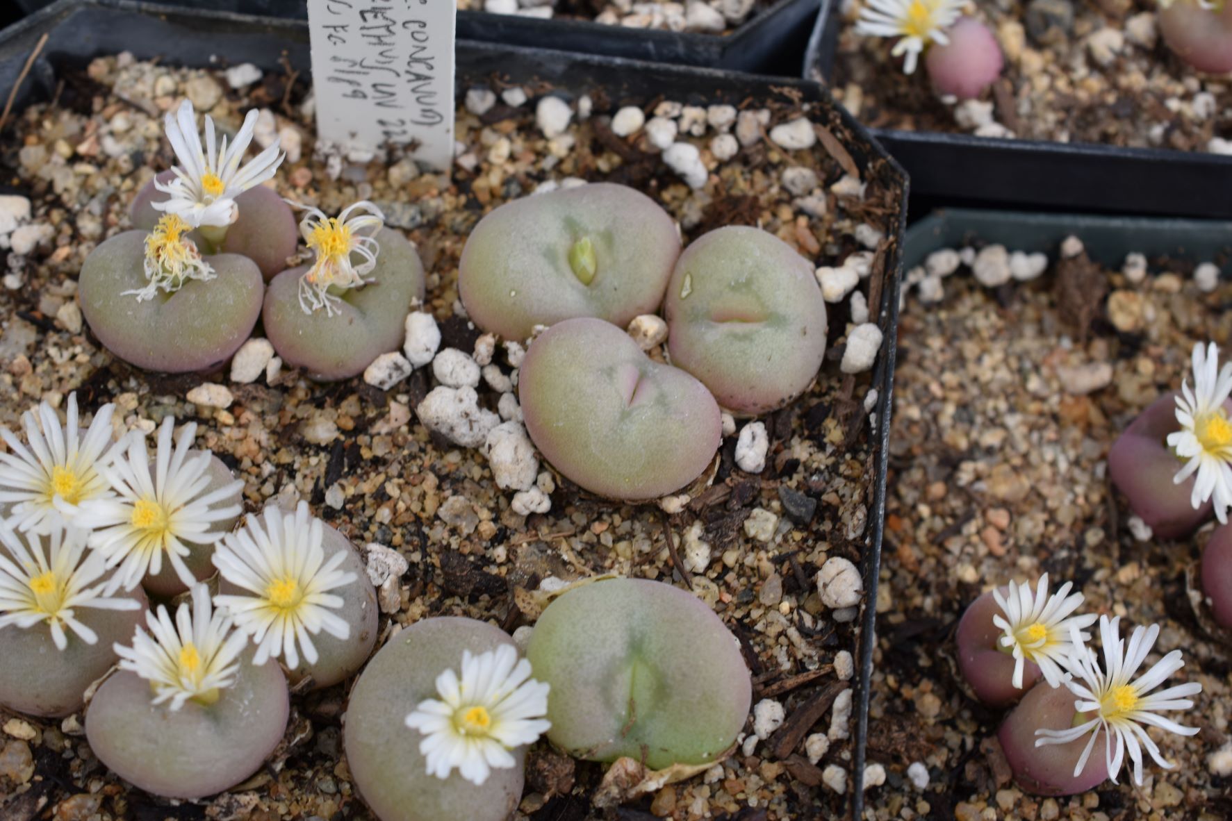The genus Conophytum: A conograph: Hammer, Steven A., Hammer