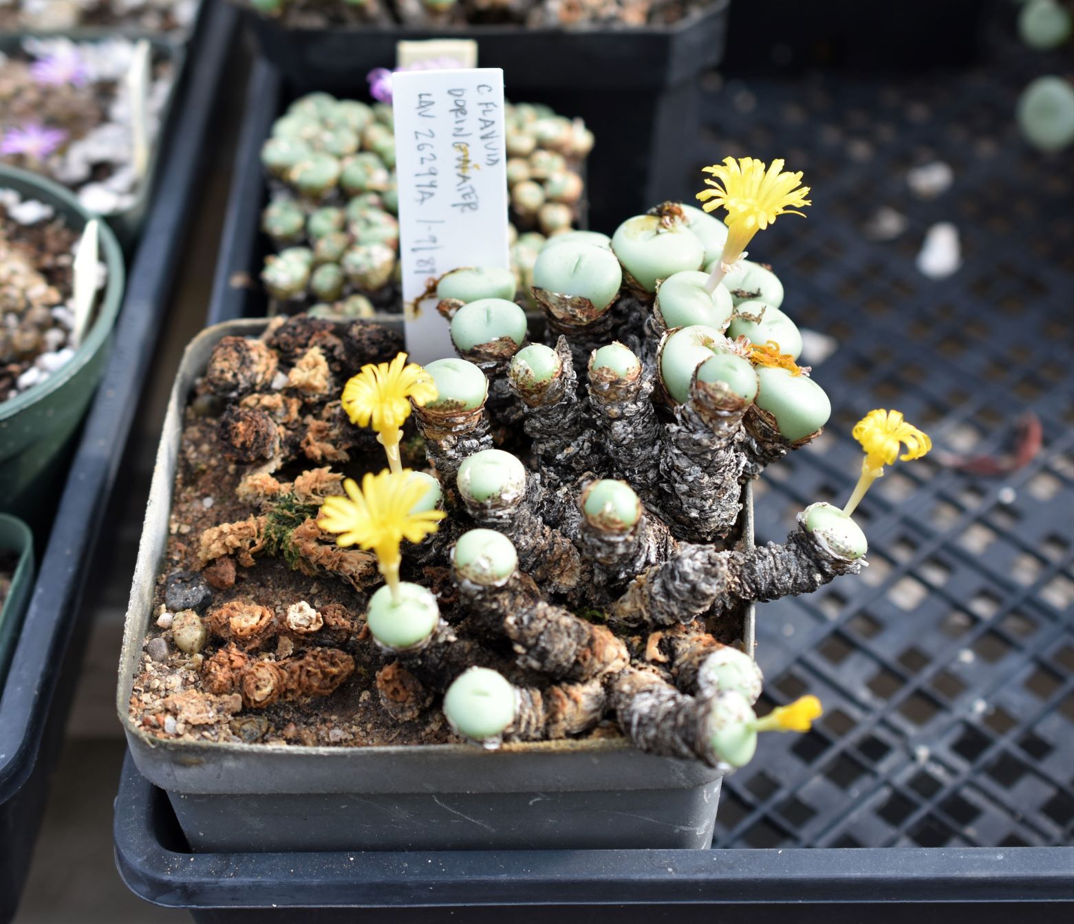 Conophytum Eye Candy, Part 2 - Visit to Steve Hammer - Trex Plants