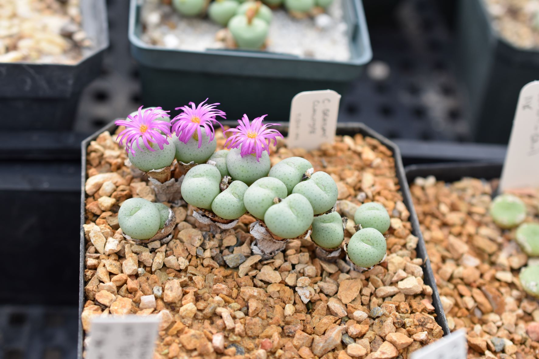 Conophytum Eye Candy, Part 3 - Visit to Steve Hammer - Trex