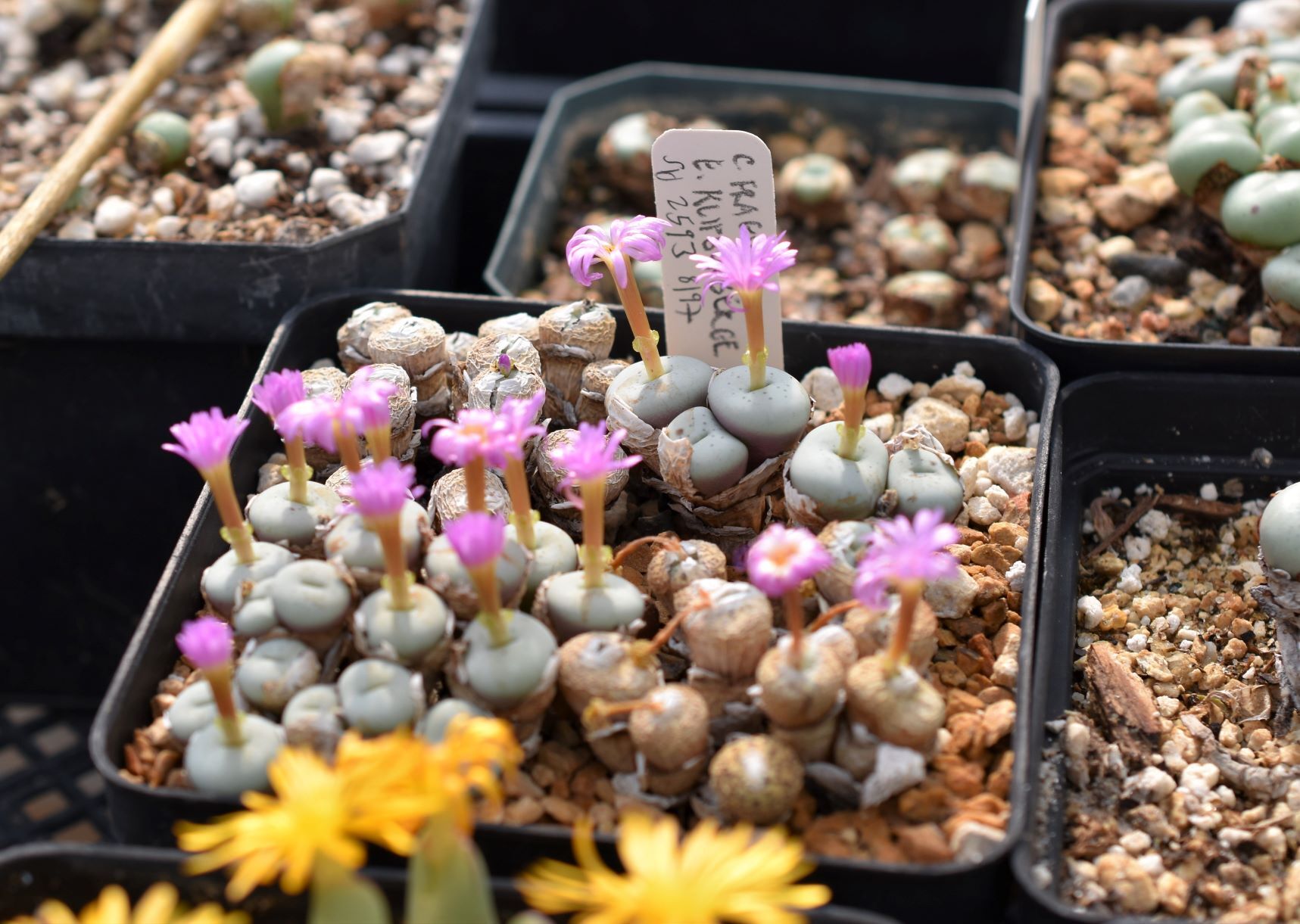 Conophytum Eye Candy, Part 3 - Visit to Steve Hammer - Trex