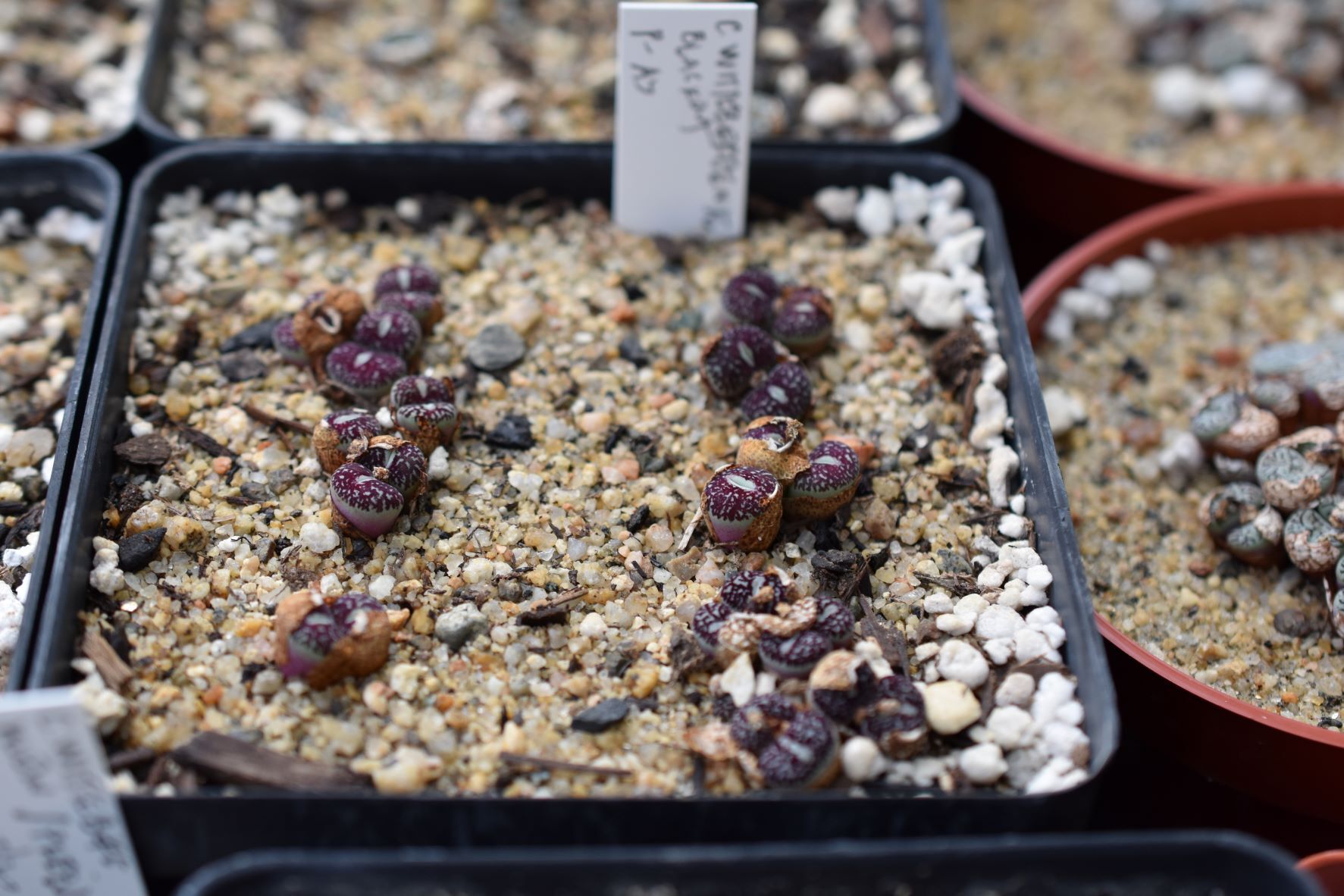 Conophytum Eye Candy, Part 3 - Visit to Steve Hammer - Trex