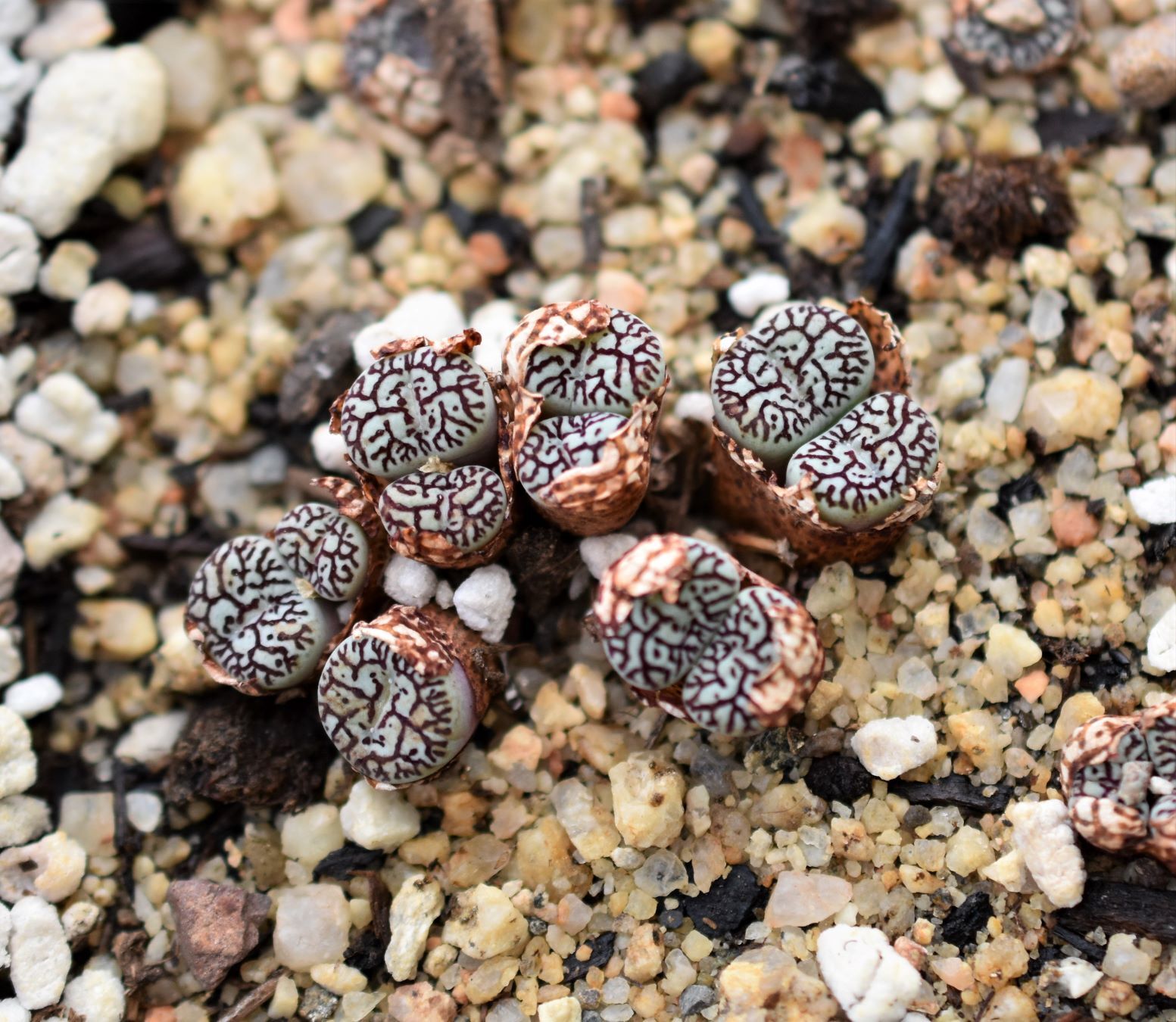 Conophytum Eye Candy, Part 3 - Visit to Steve Hammer - Trex Plants