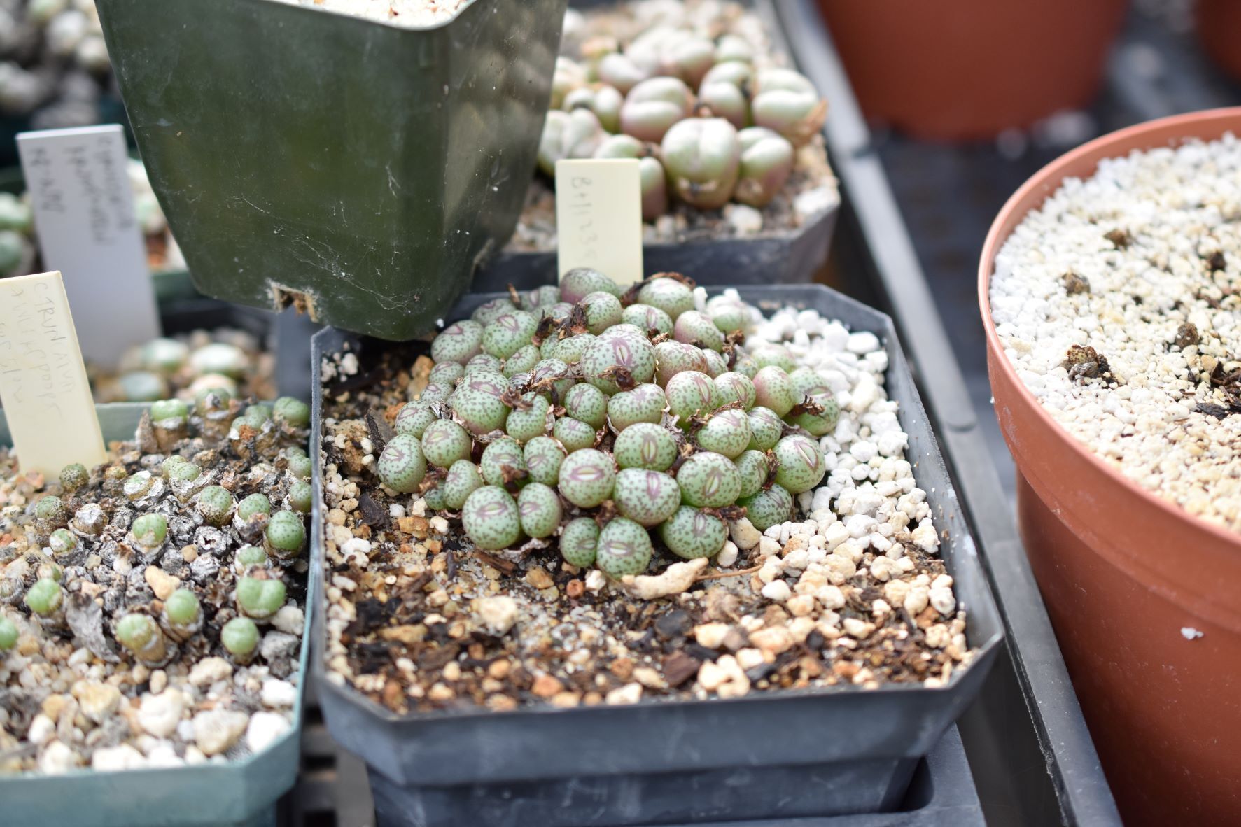 Conophytum Eye Candy - More from the Steve Hammer visit