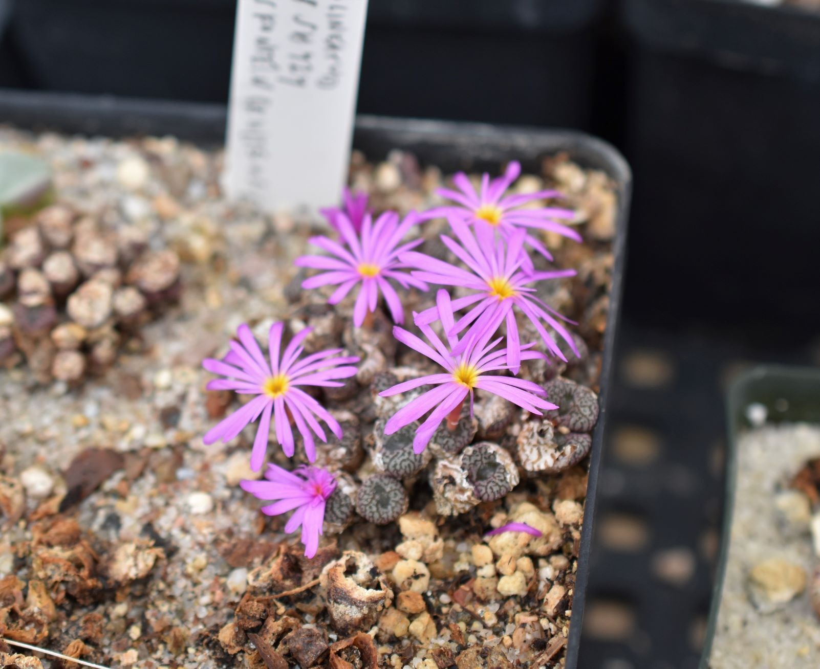 Conophytum Eye Candy - More from the Steve Hammer visit