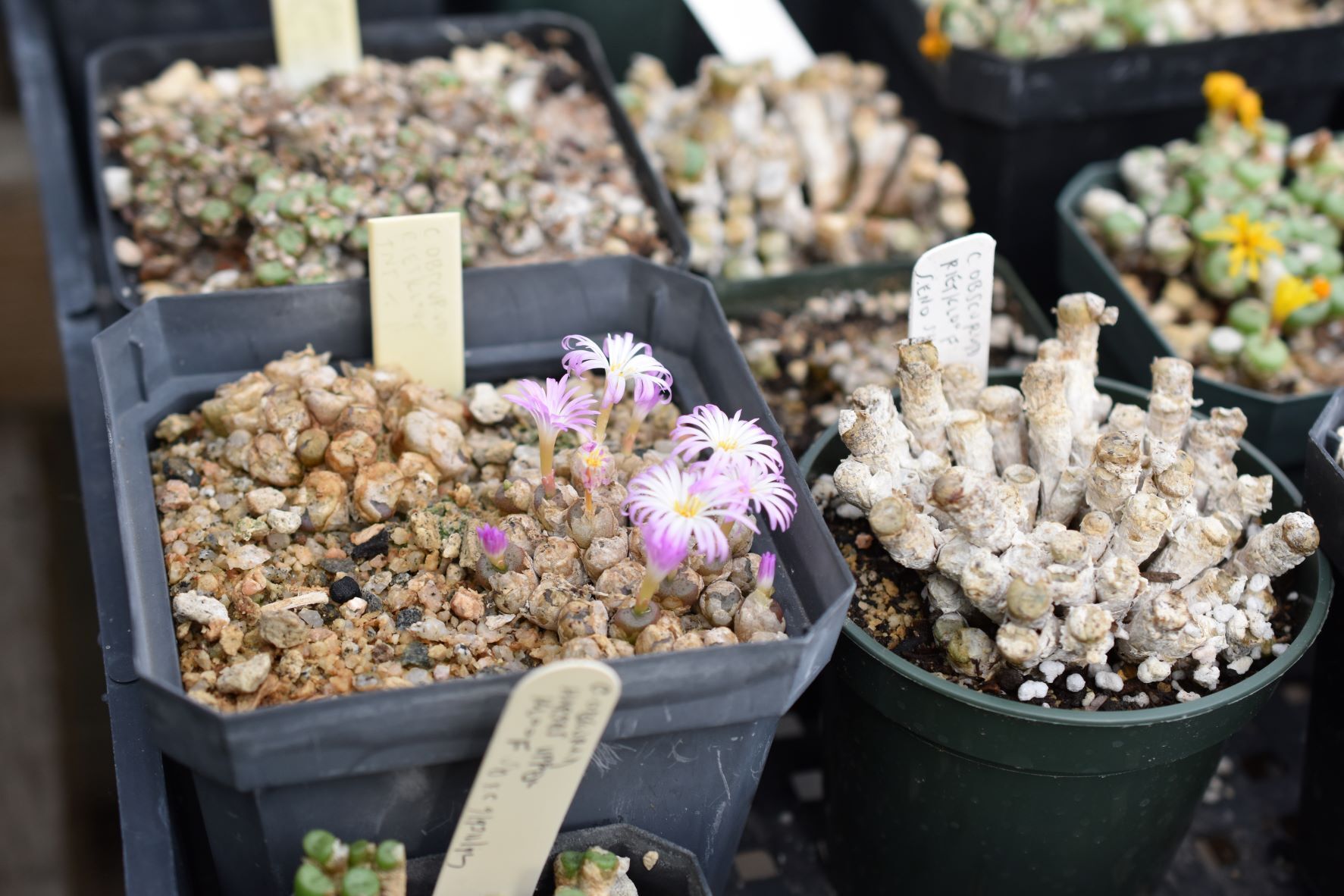 Conophytum Eye Candy - More from the Steve Hammer visit