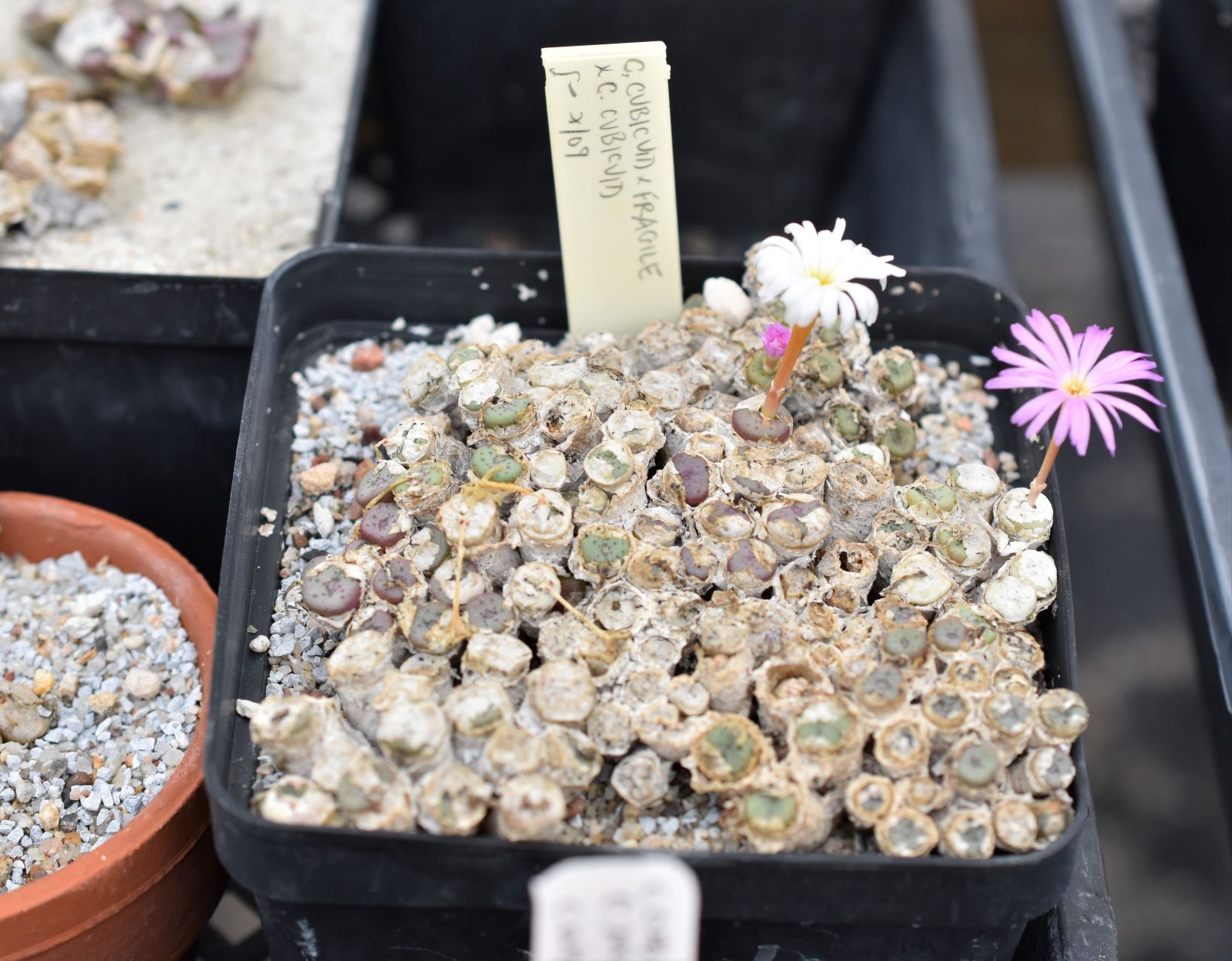 Conophytum Eye Candy, Part 2 - Visit to Steve Hammer - Trex