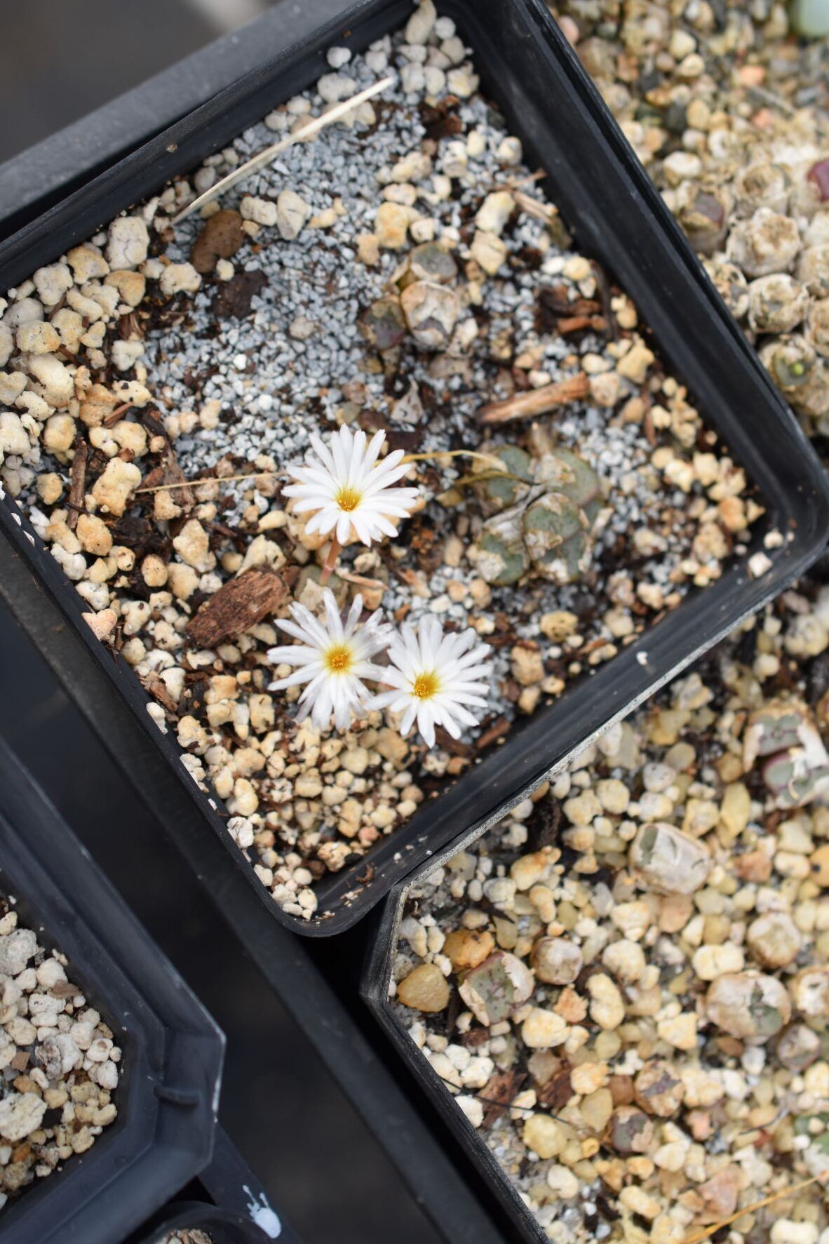 Conophytum Eye Candy, Part 2 - Visit to Steve Hammer - Trex