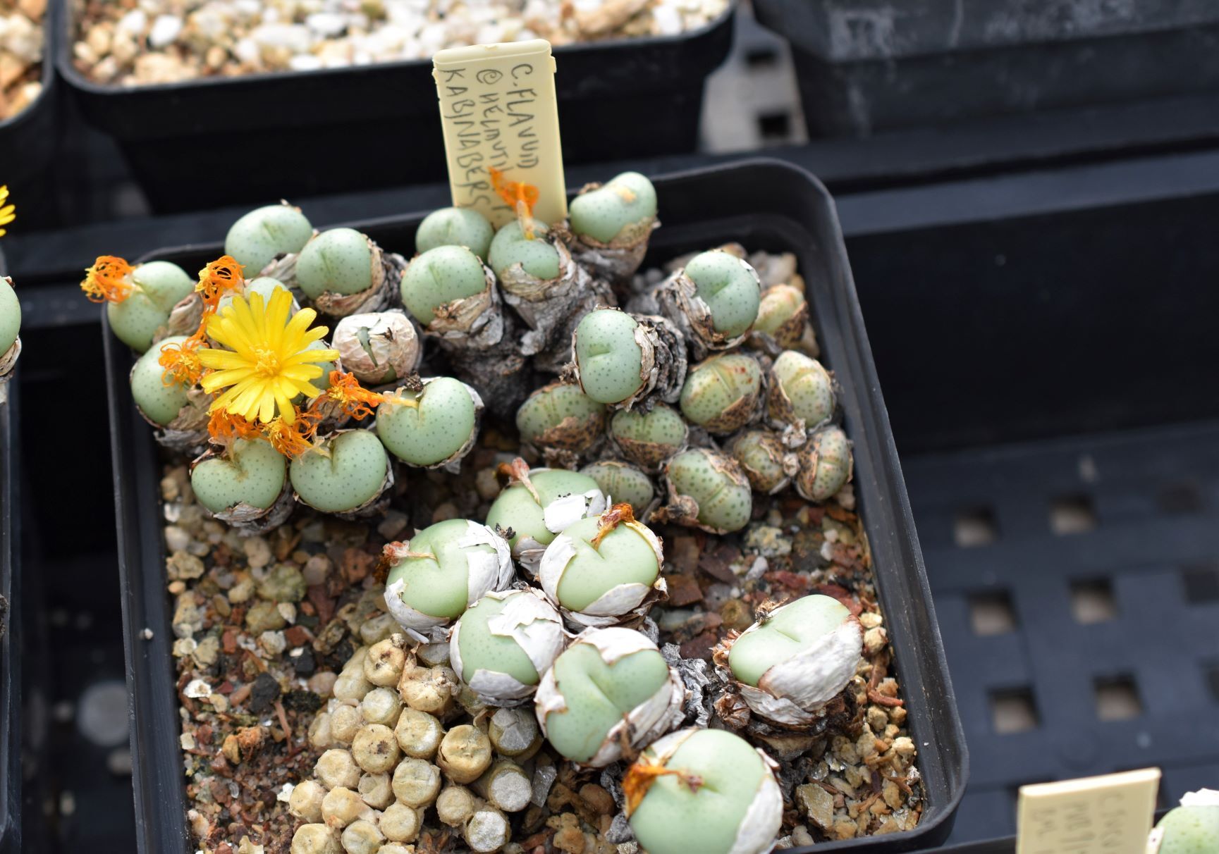 New Views of the Genus Conophytum #PGK5IJ | eBay