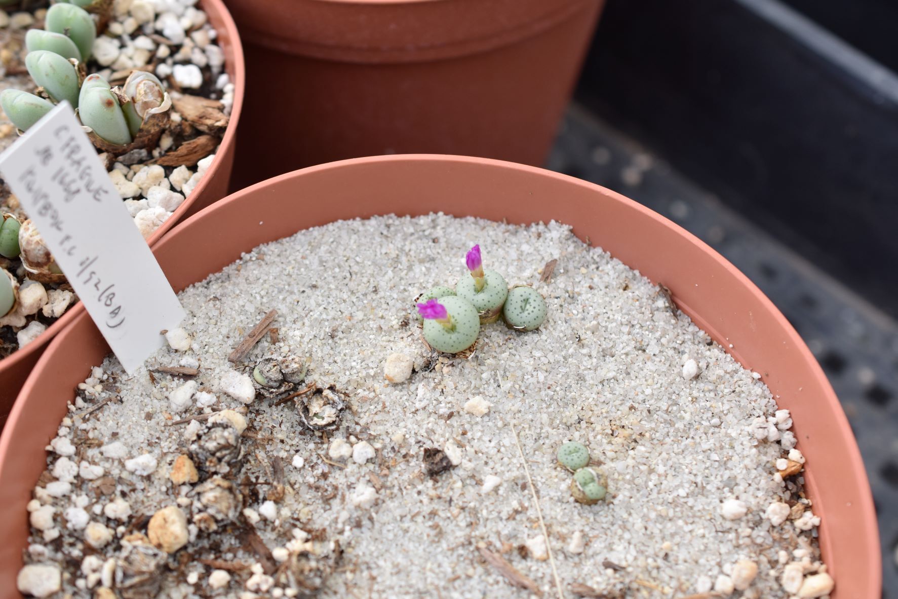 Conophytum Eye Candy, Part 3 - Visit to Steve Hammer - Trex Plants