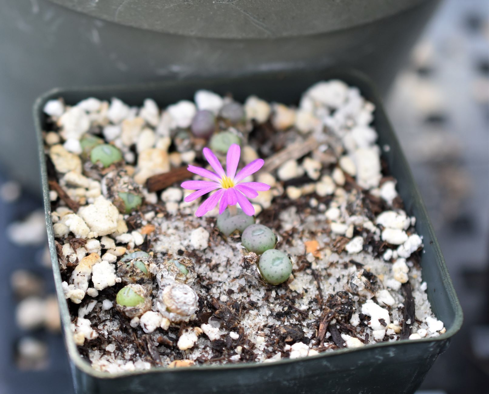 New Views of the Genus Conophytum コノフィツム s-l400.jpg
