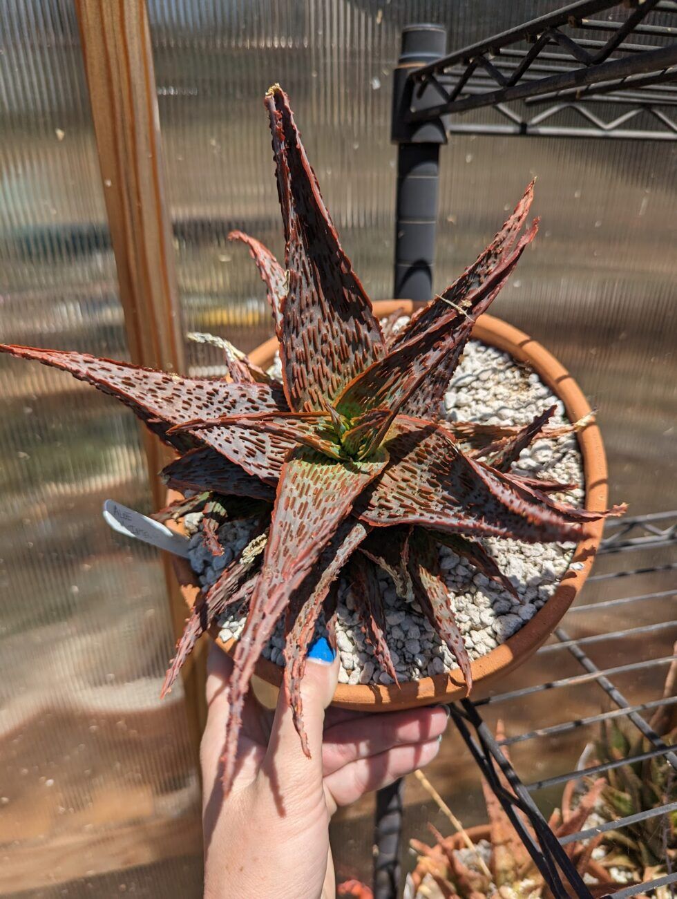 Star Aloe Hybrids Update - New Photos, New Hybrids - Trex Plants