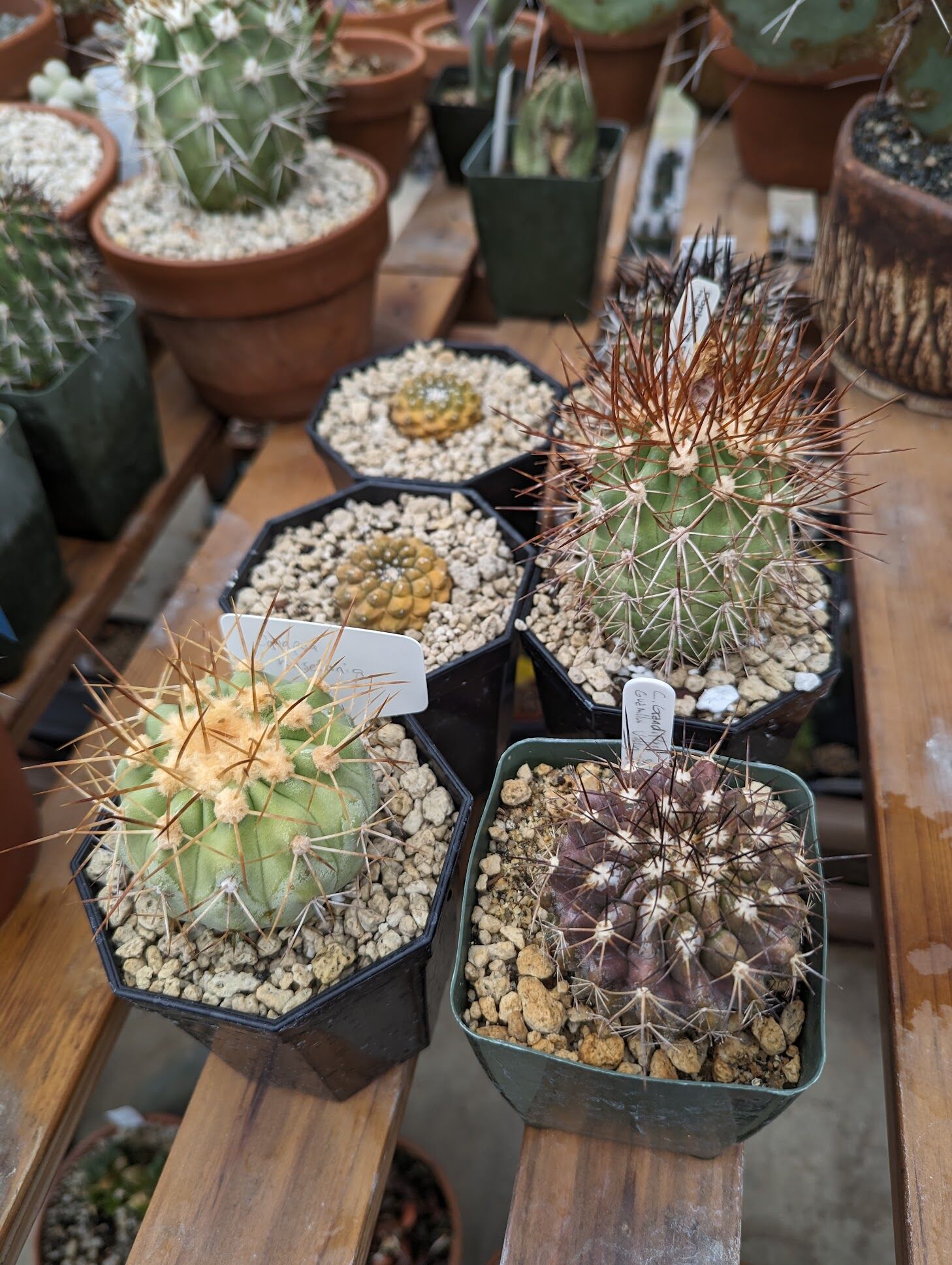 Copiapoa hypogaea cactus in shops 4.25 inch pot ready for show