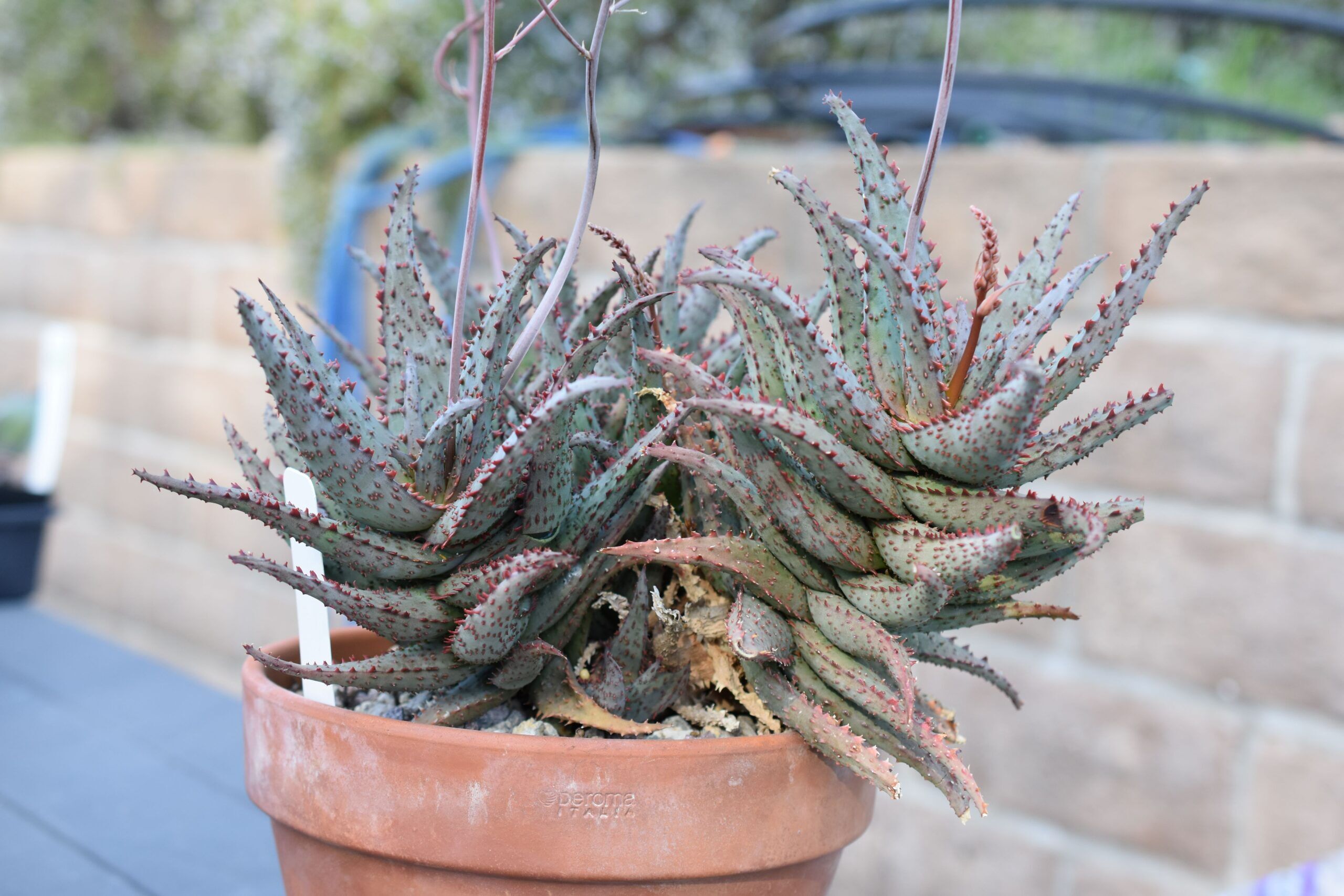 Multi-Head Aloe Castilloniae outlet Rare Plant