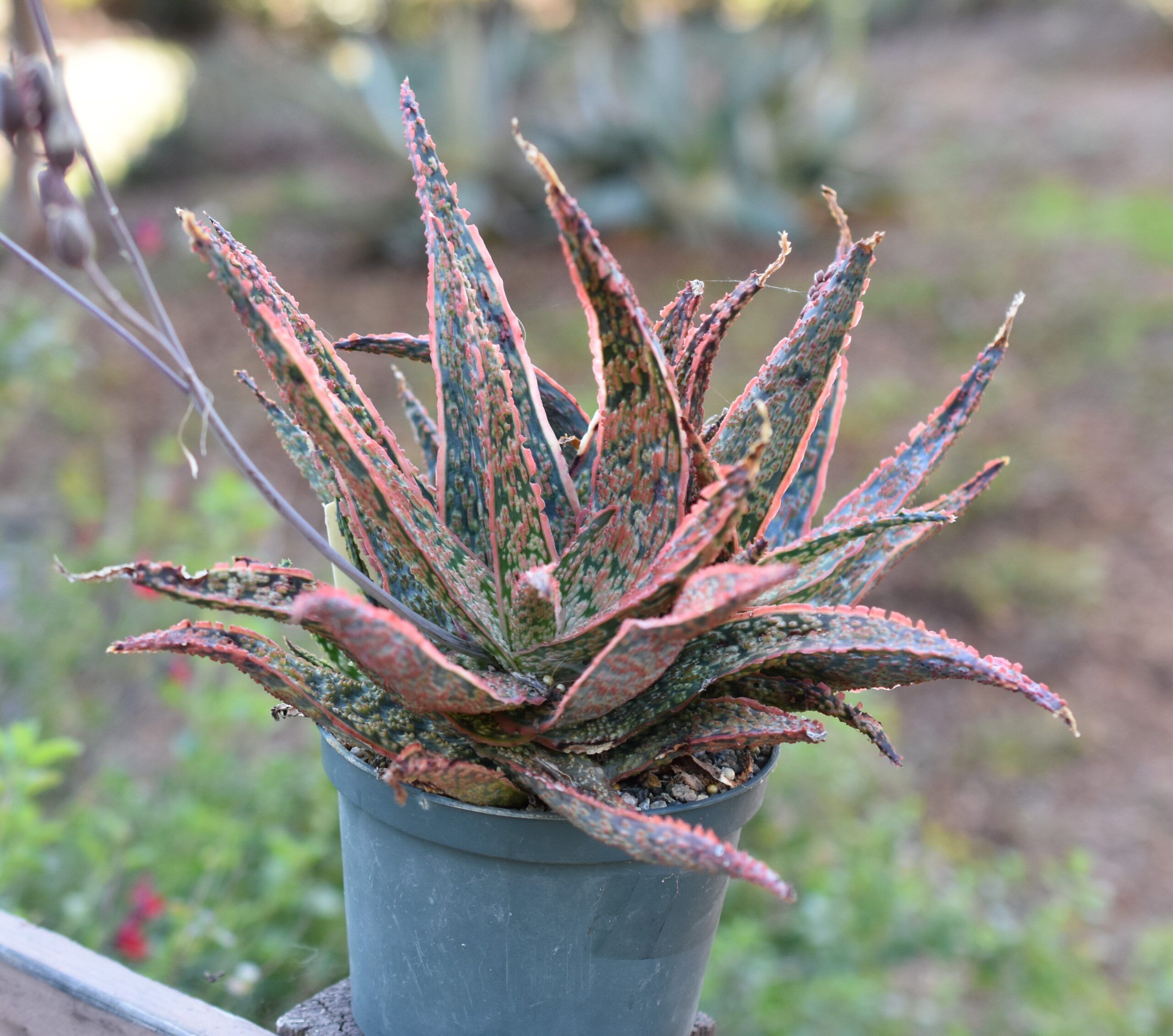 グロリアスドラゴン　タグ付きAloe hyb大きめ子株1つ生え　第四種 グロリアスドラゴンAloe hybrid アロエ ハイブリッド 子株 第四種