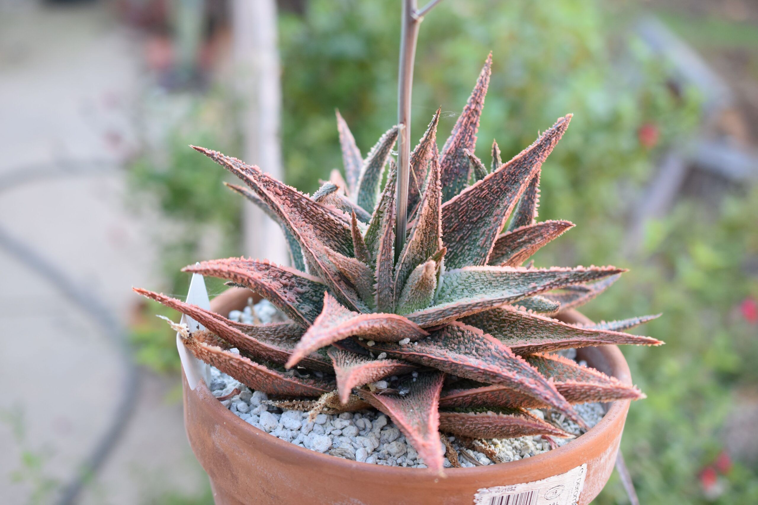 ハオルチア・アロエ TCT Aloe hyb Glorious dragon & Blue Gray Aloe Hybrid Update - New Additions and Growth Continued