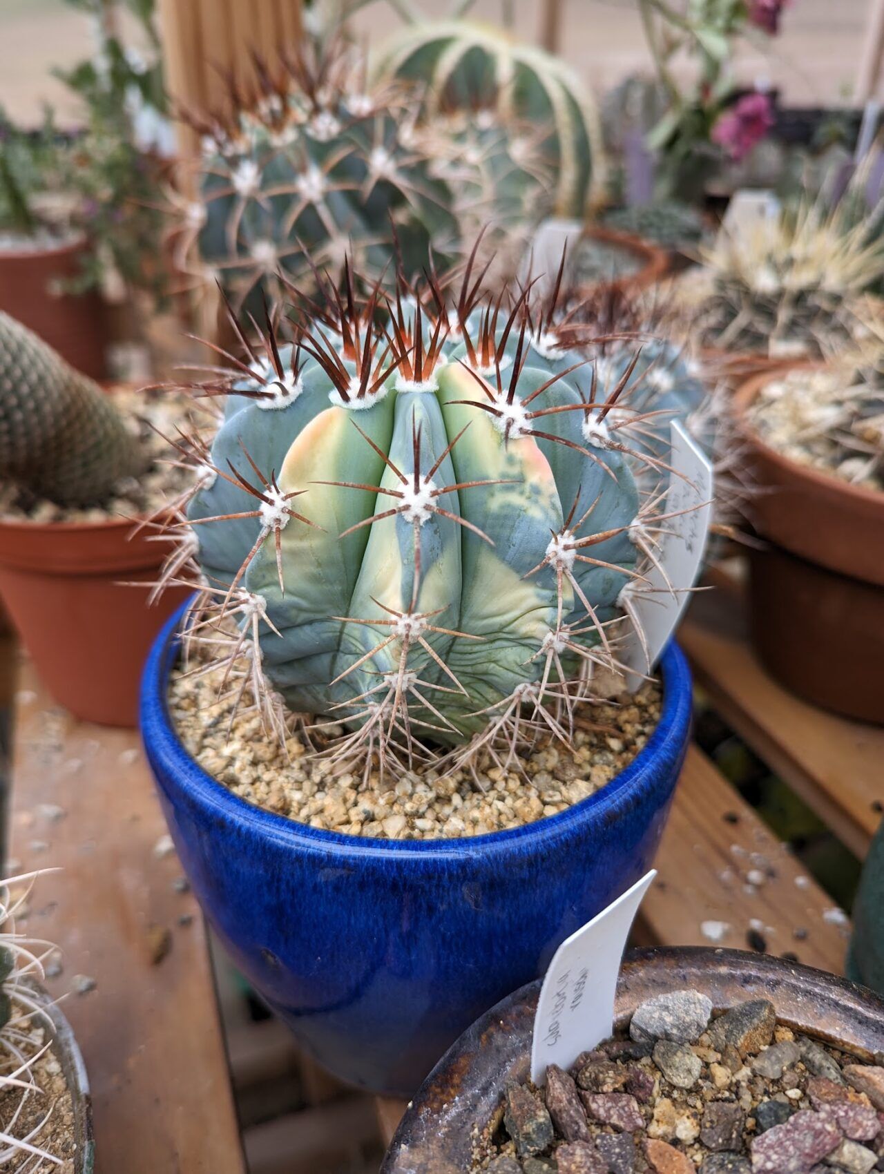 Growing Melocactus azureus - The Turk's Cap Cactus - Trex Plants