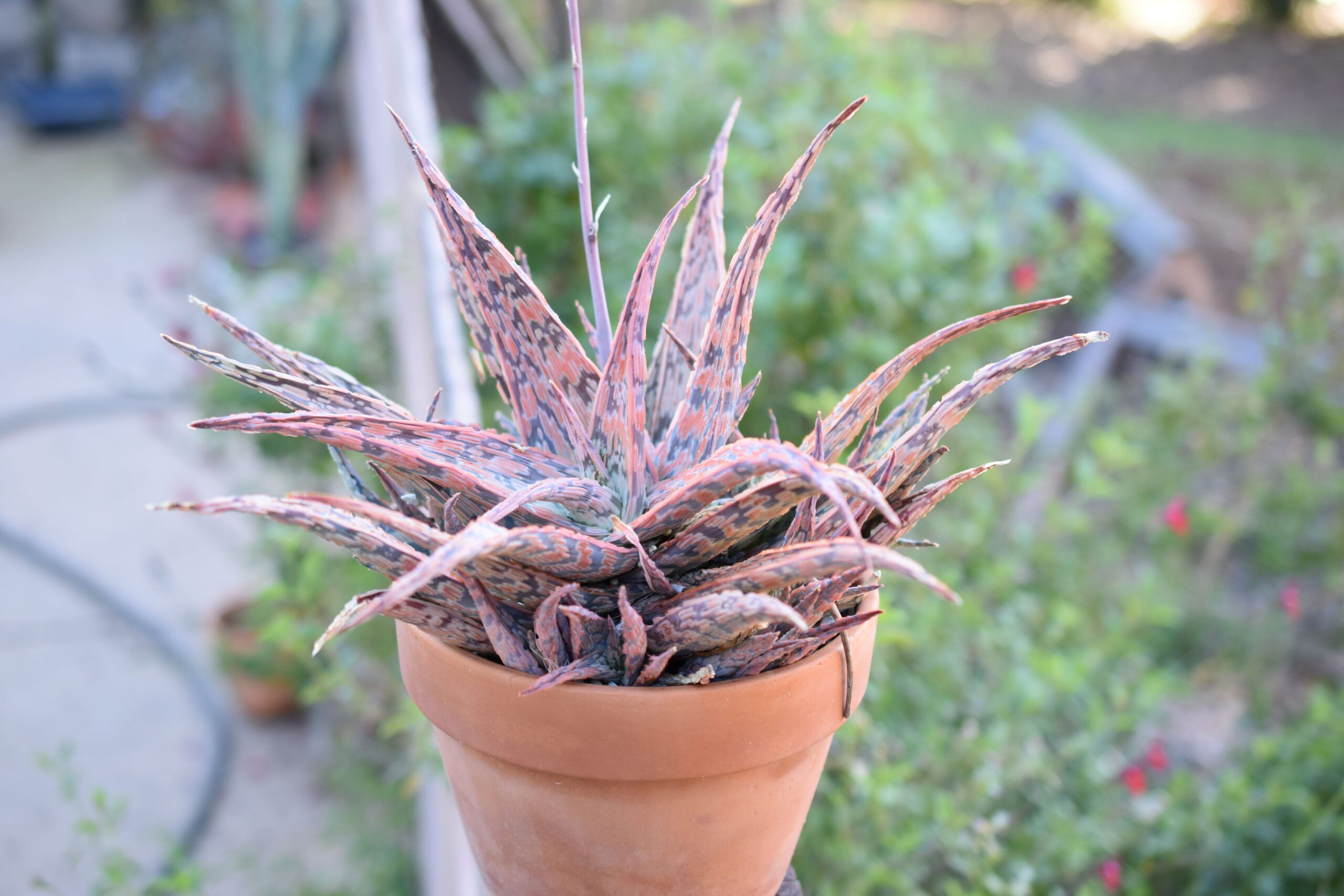 Aloe Hybrid Update - New Additions and Growth Continued