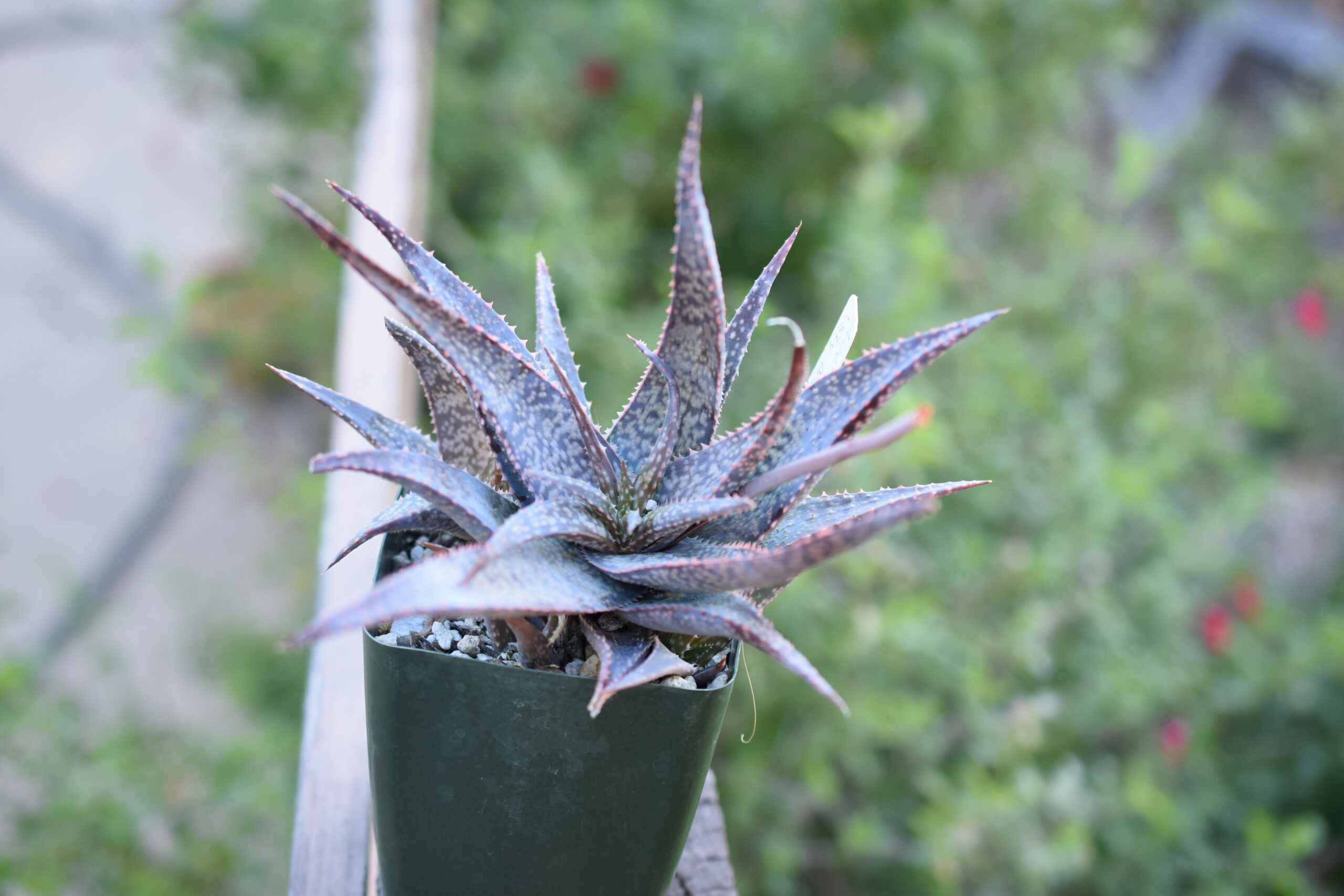 Aloe hybrid Glorious Dragon TCT アロエ ハイブリッド
