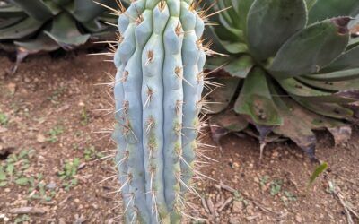 How to Grow Copiapoa laui - the Smallest Copiapoa - Trex Plants