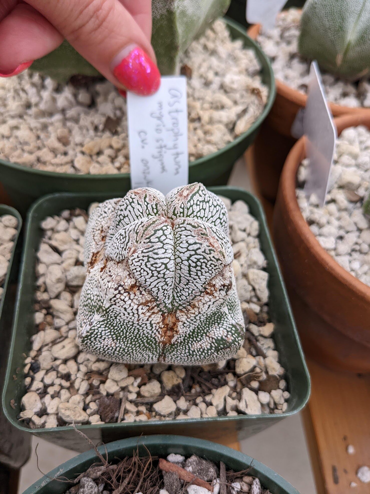 Astrophytum outlets myriostigma