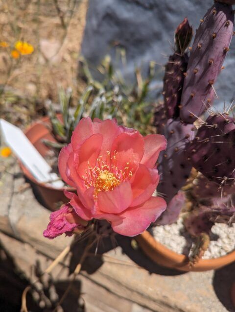 Purple Opuntia: How to Grow Them and Tell Them Apart - Trex Plants